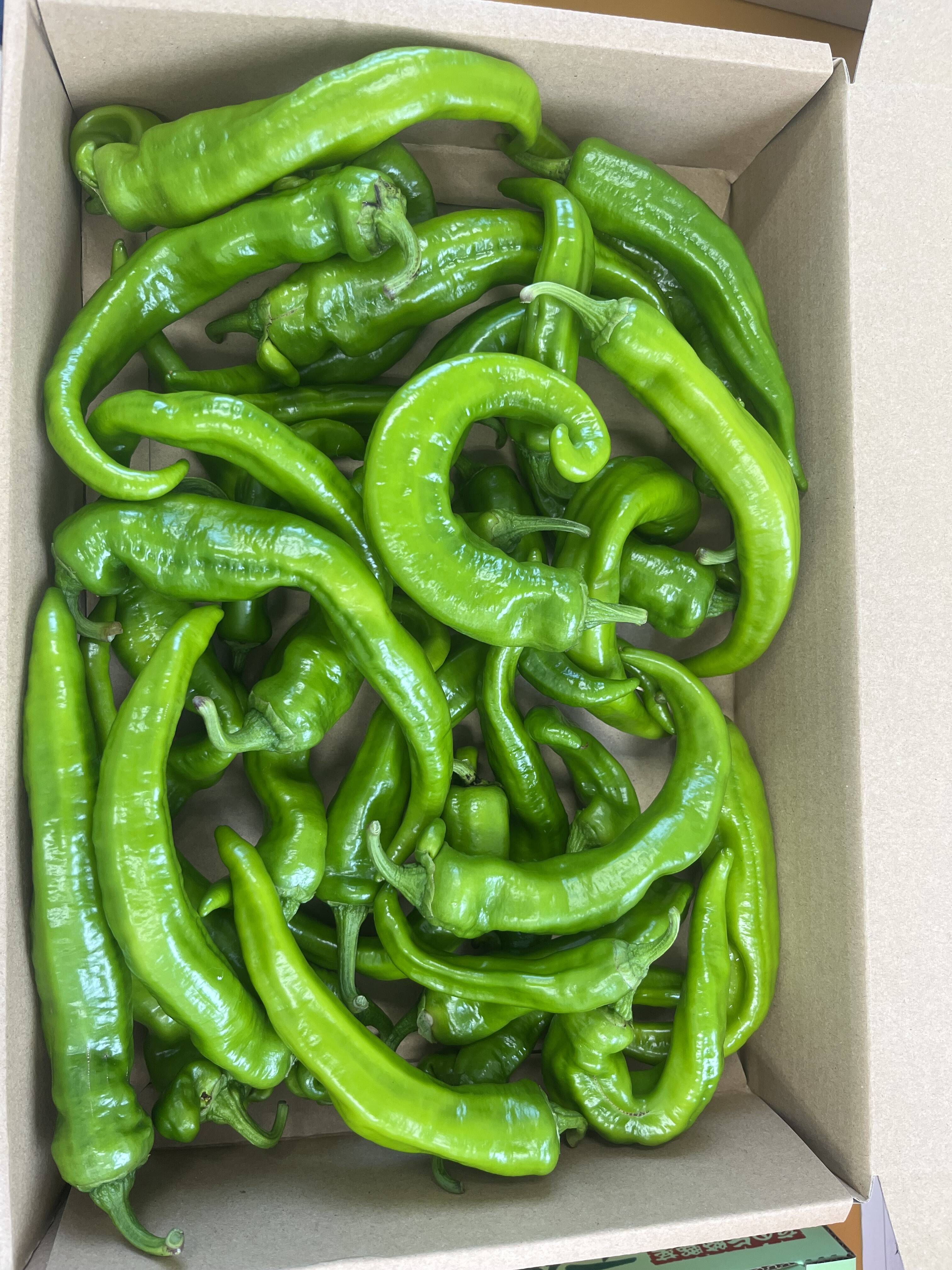 京野菜！朝採れ！万願寺とうがらし1kg：京都府産の万願寺とうがらし