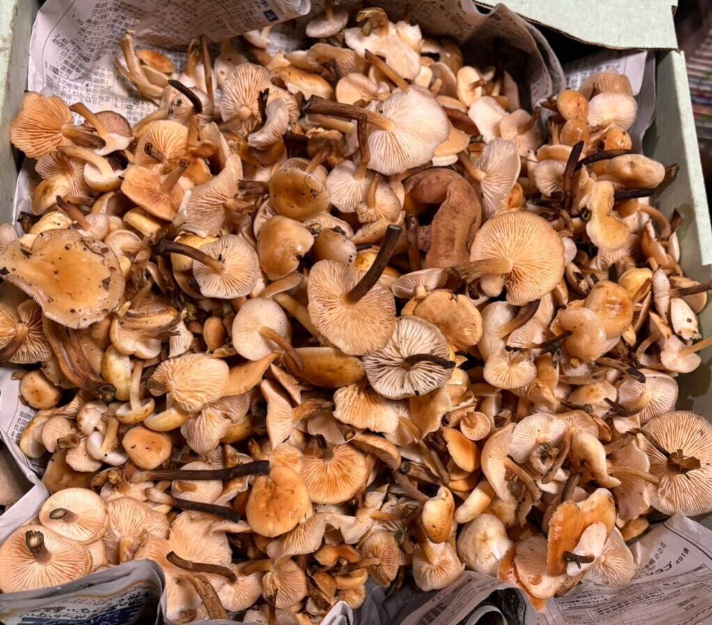 秋の天然茸】幻の天然エノキ茸/ユキノシタ/天然は香り旨味食感段違い