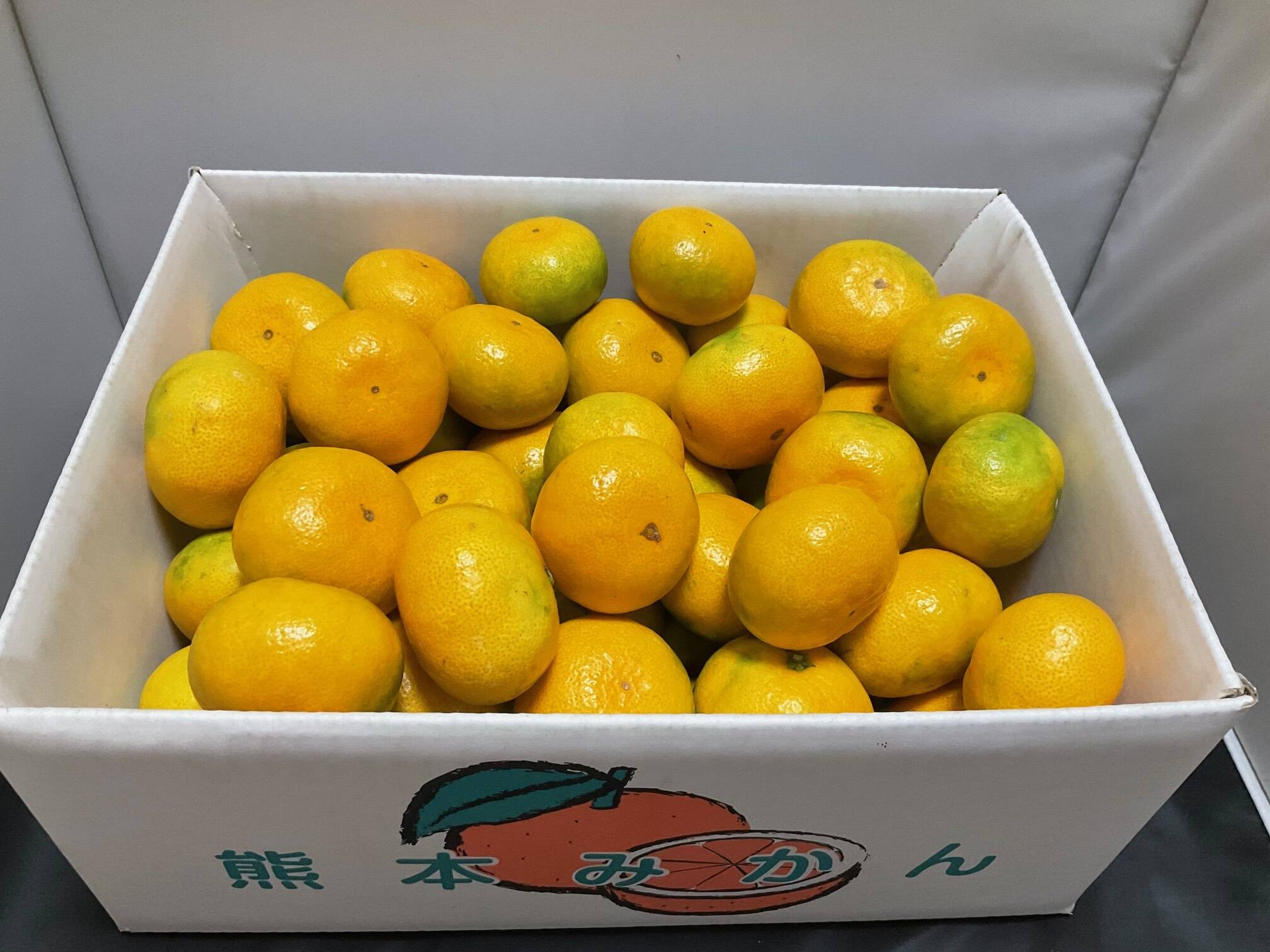 熊本河内みかん 甘さと酸味のバランスが絶品! サイズS玉 5kg 熊本河内みかん 甘さと酸味のバランスが絶品! サイズS玉 5kg