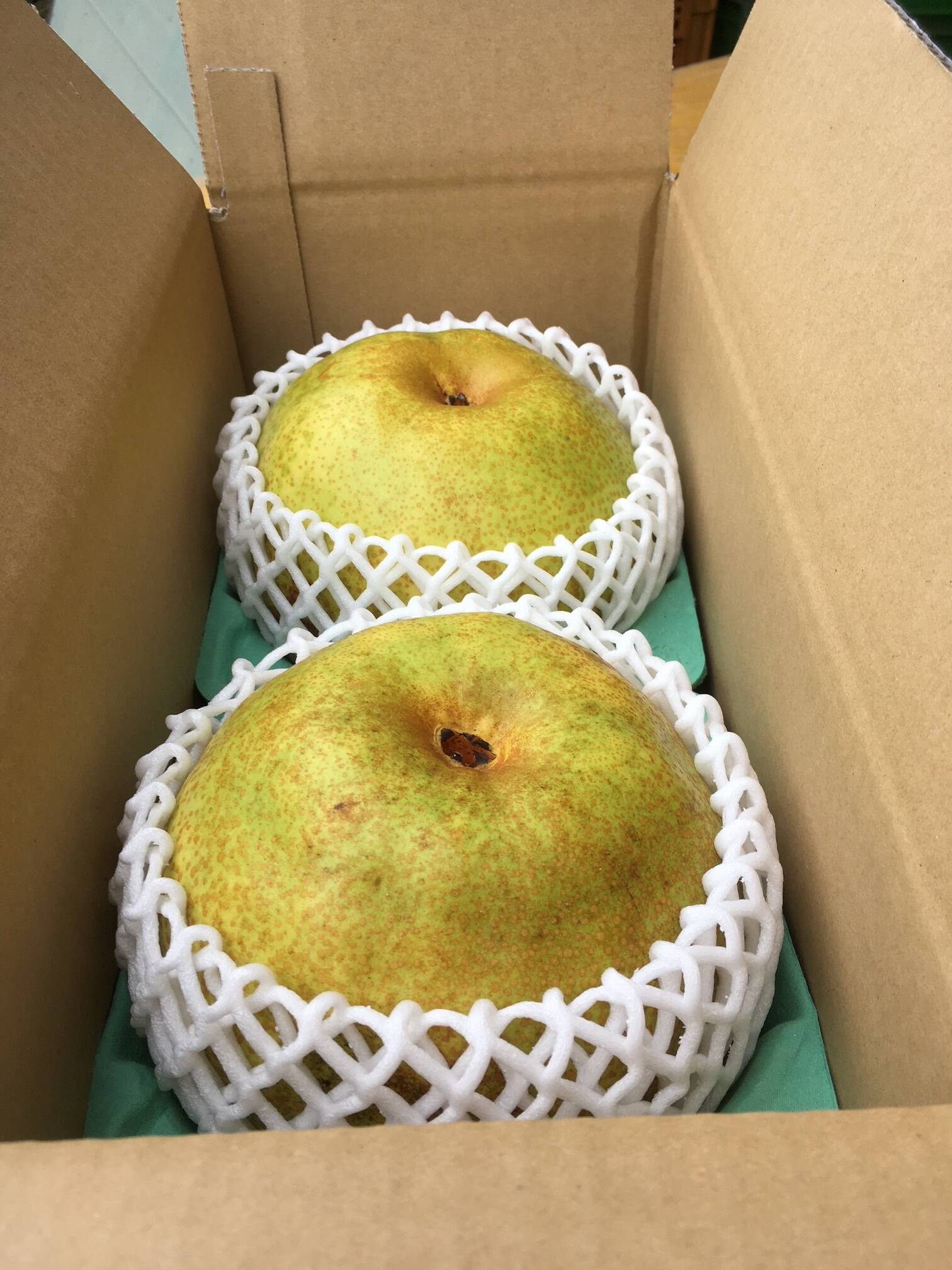 芳醇な香り、濃厚な甘さ 特大かおり梨 2玉入り 2.4kg：栃木県産の 