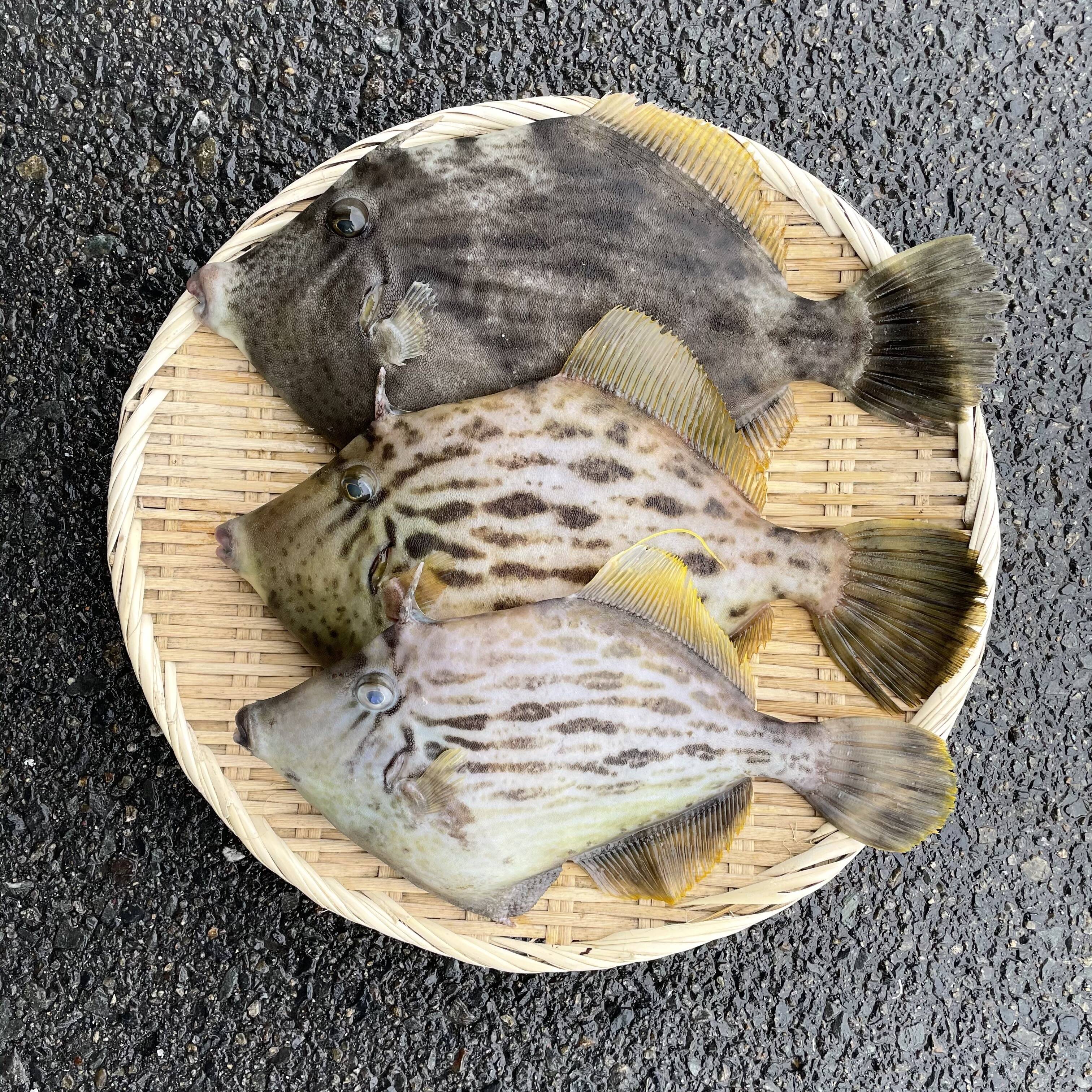 本日1名様限定 カワハギ1 2kg前後 広島県産 食べチョク 農家 漁師の産直ネット通販 旬の食材を生産者直送