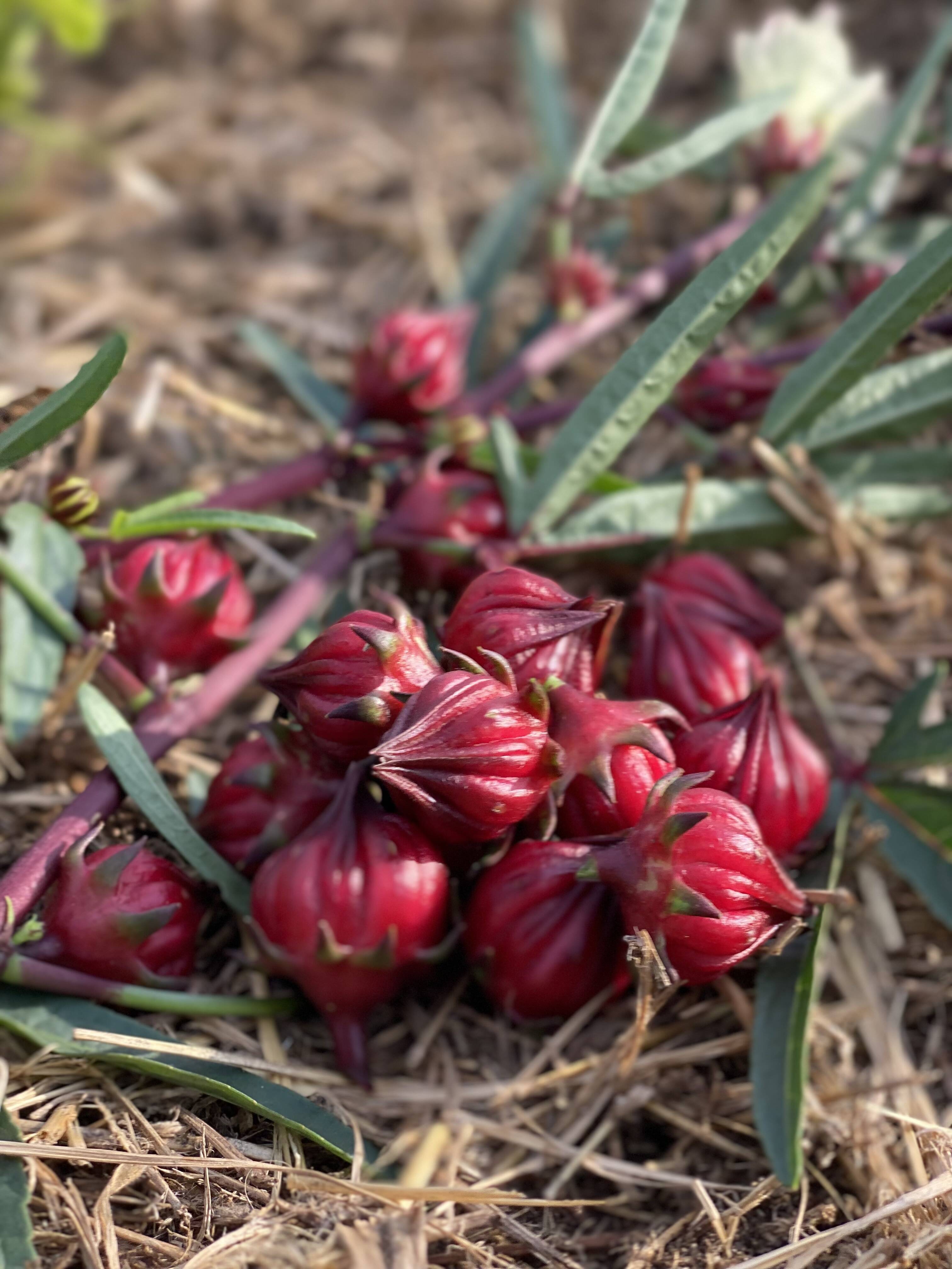 1kg】ビタミンCたっぷり！爽やかな酸味と彩りを楽しむハイビスカス