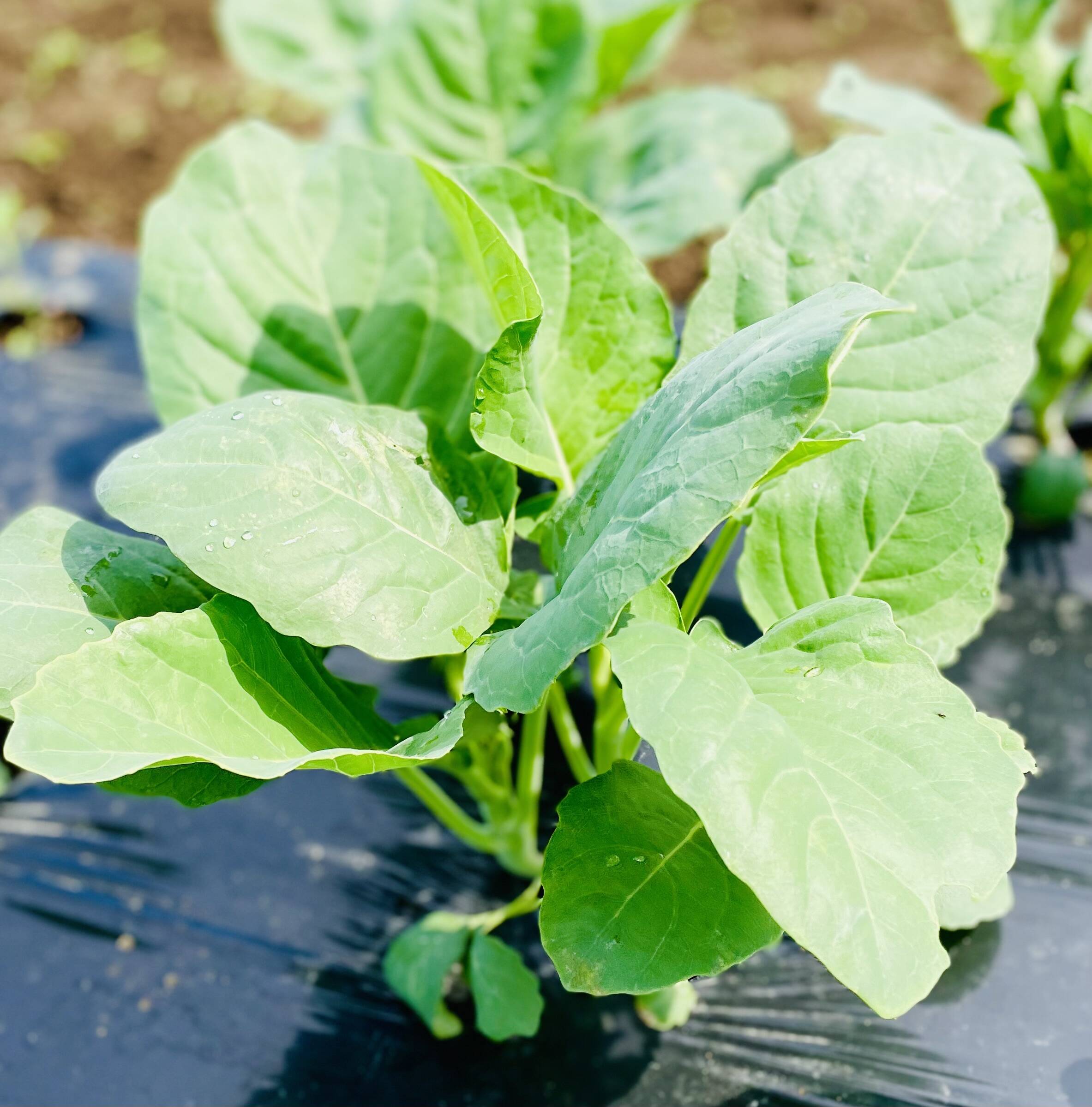 タイ野菜！ カナー(カイラン菜) (1kg)：千葉県産の野菜｜食べチョク｜産地直送(産直)お取り寄せ通販 - 農家・漁師から旬の食材を直送