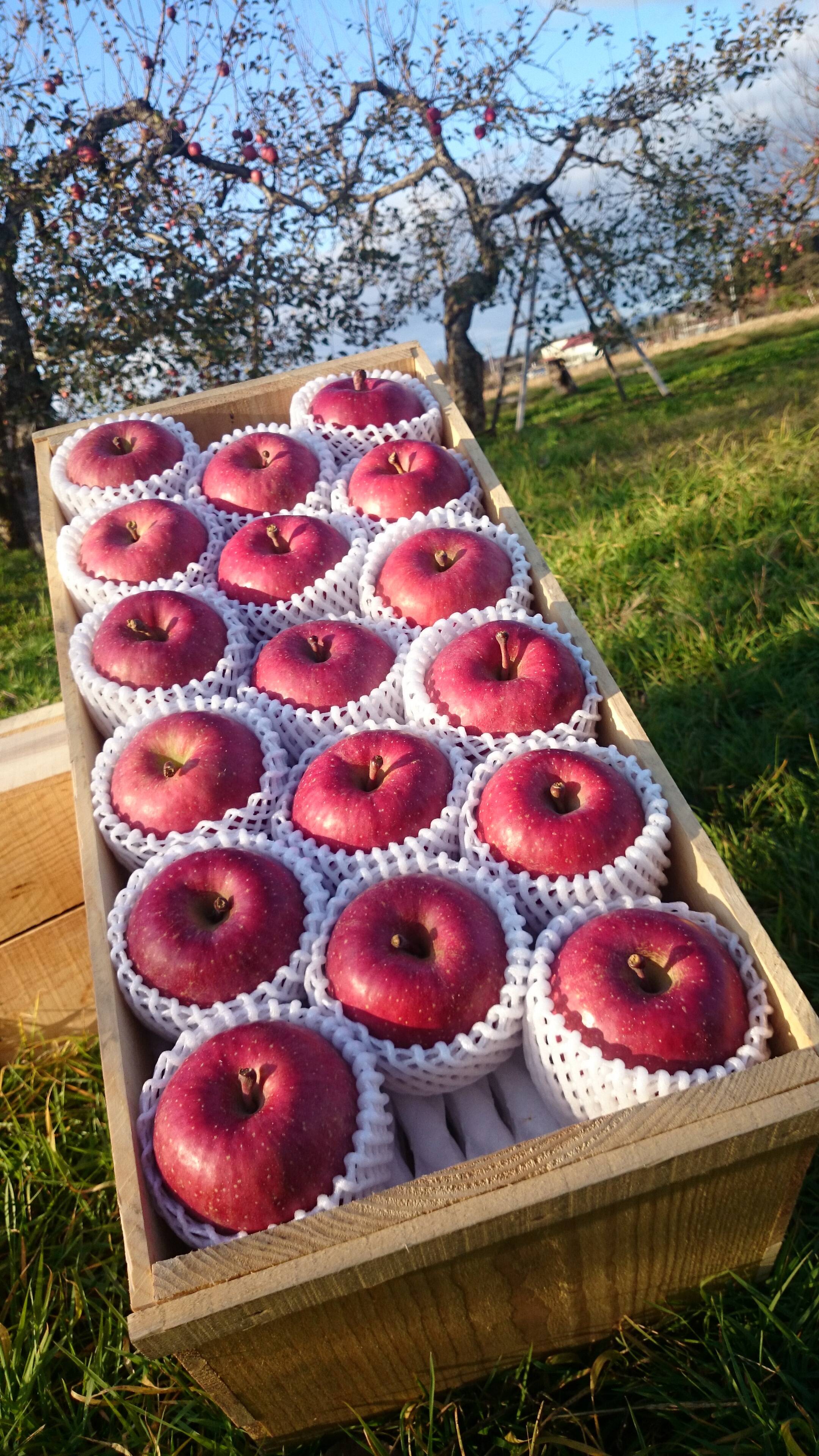 昔懐かしいりんごの木箱【りんご2種類詰め合わせ】（3段詰め15キロ