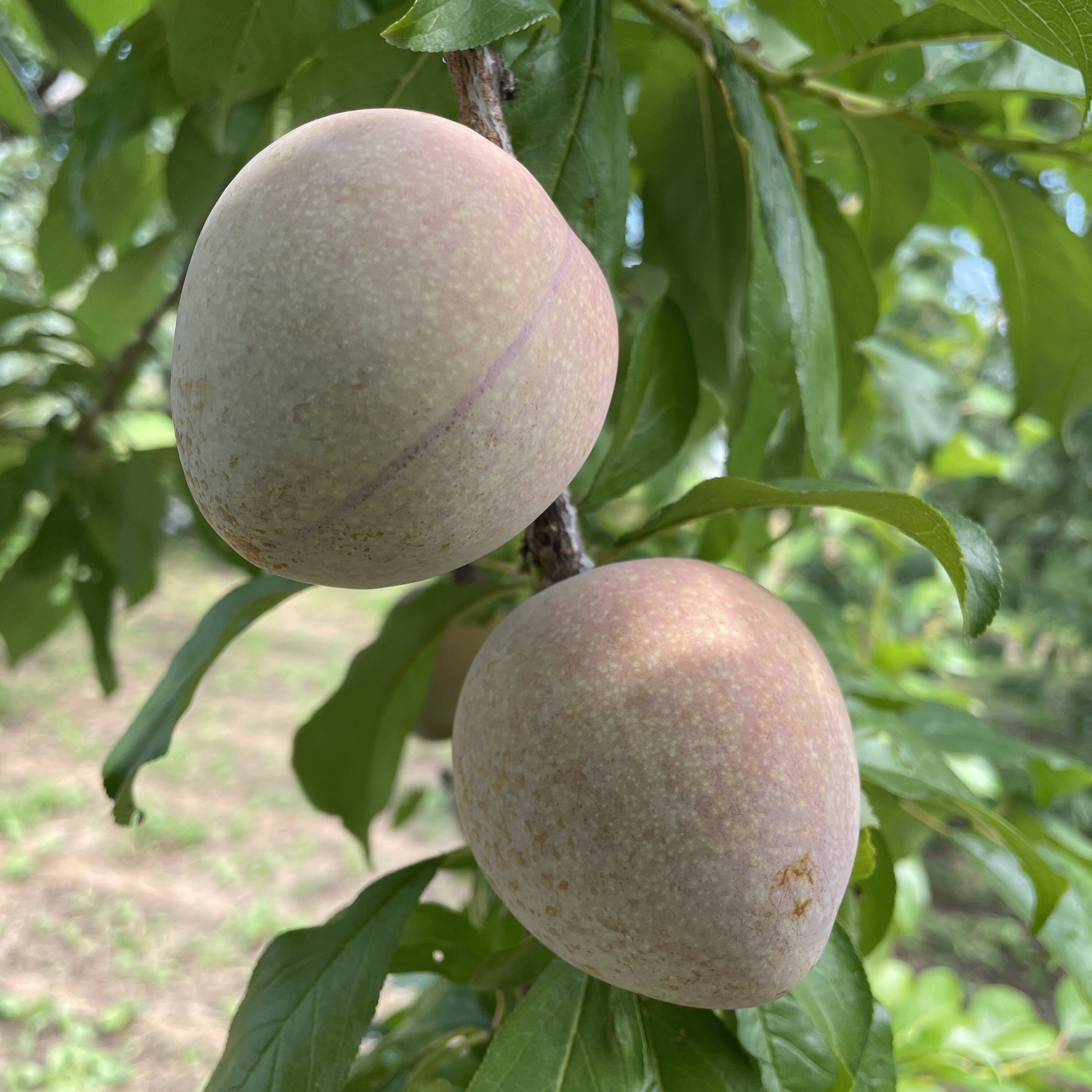 8月20日発送/【激レアすもも✨】エレファントハート 約1.5キロ