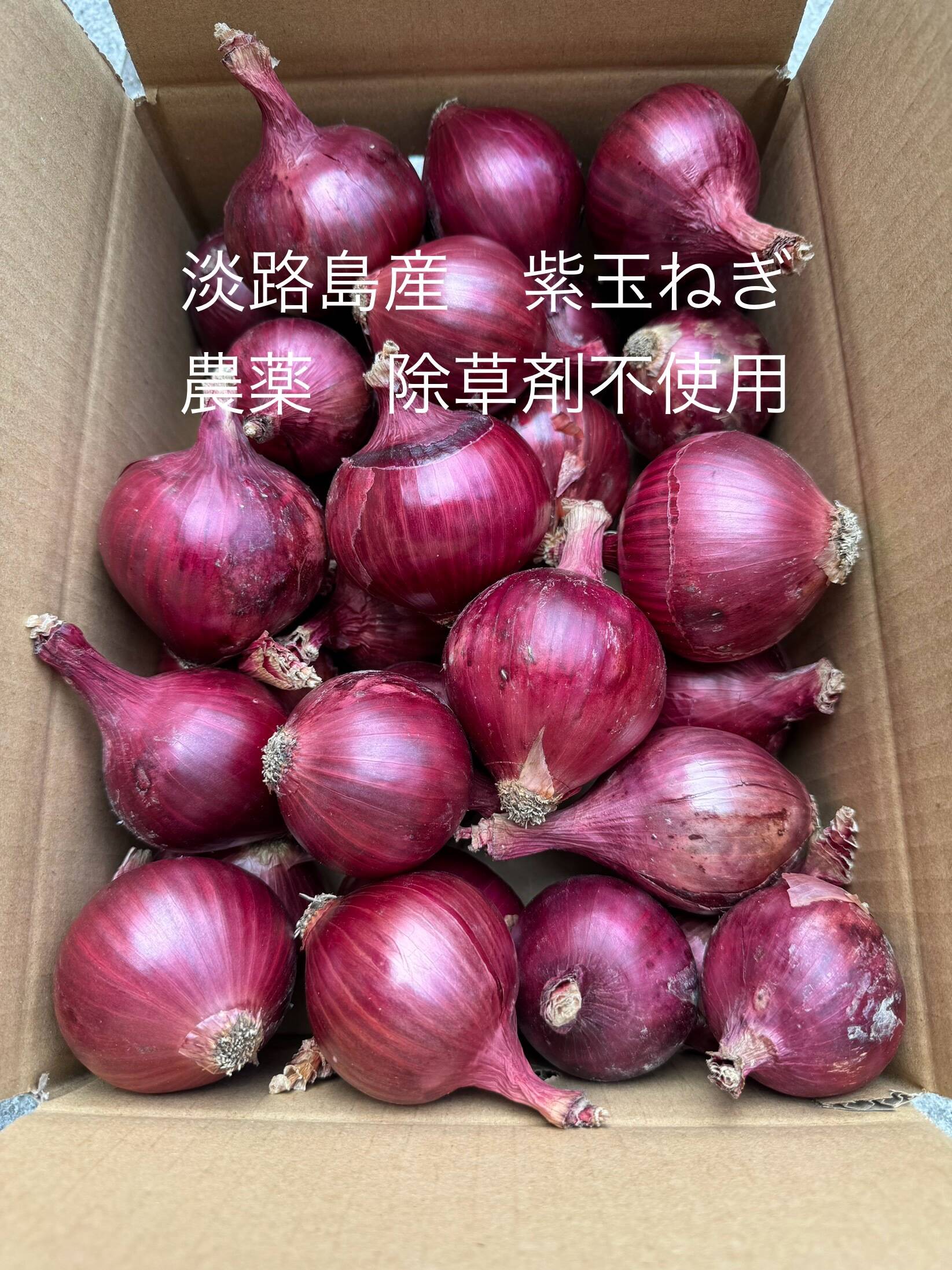 訳あり】農薬、除草剤不使用！淡路島紫玉ねぎ 赤玉ねぎ3kg 【彩り×美容
