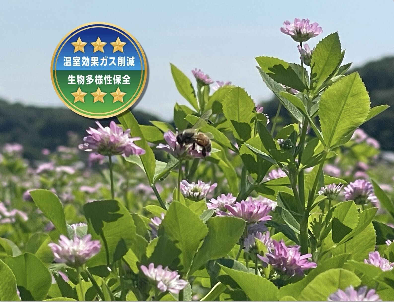 🔵令和7年産 🔵化学肥料不使用‼️クローバーで育てた幻の米🍀おひさま