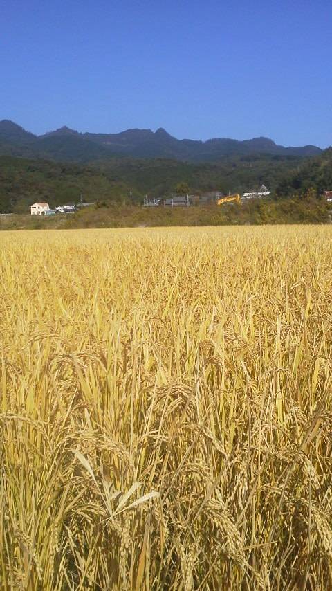 令和7年産！白米】ヒノヒカリ5kg：大分県産のヒノヒカリ｜食べチョク