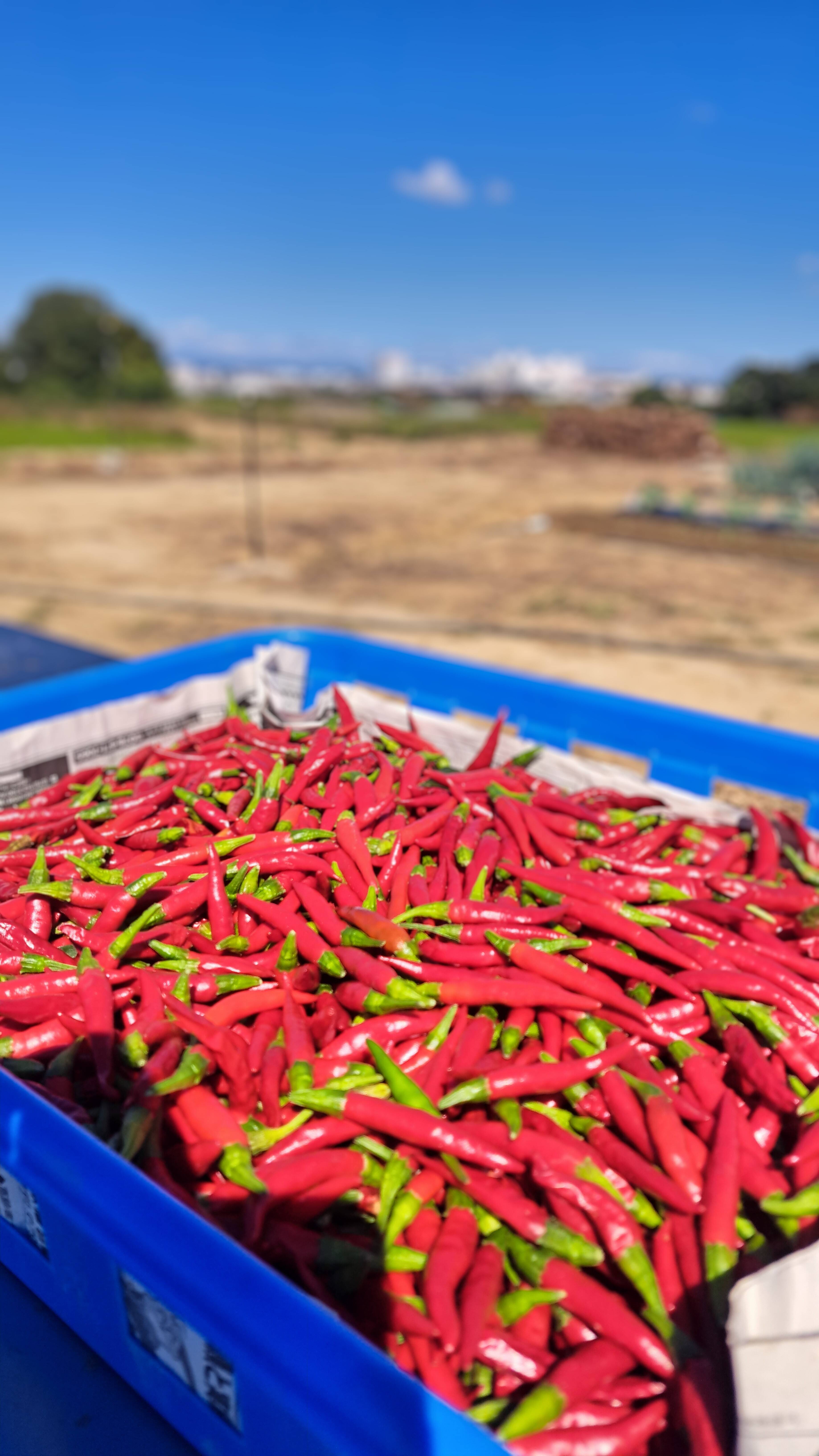 赤生、唐辛子(鷹の爪)🌶️：兵庫県産の鷹の爪｜食べチョク｜産地直送