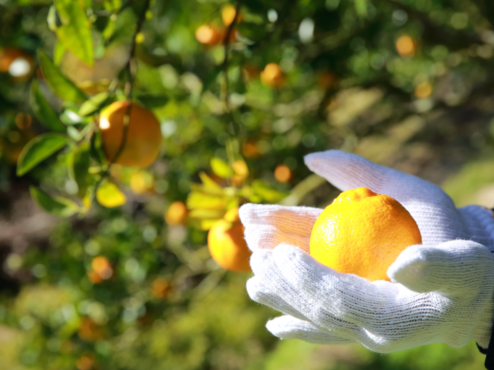 ぽんかん　まとめ売り 種子島産『ぽんかん』10㎏箱（家庭用/2Lサイズ）：鹿児島県産のみかん