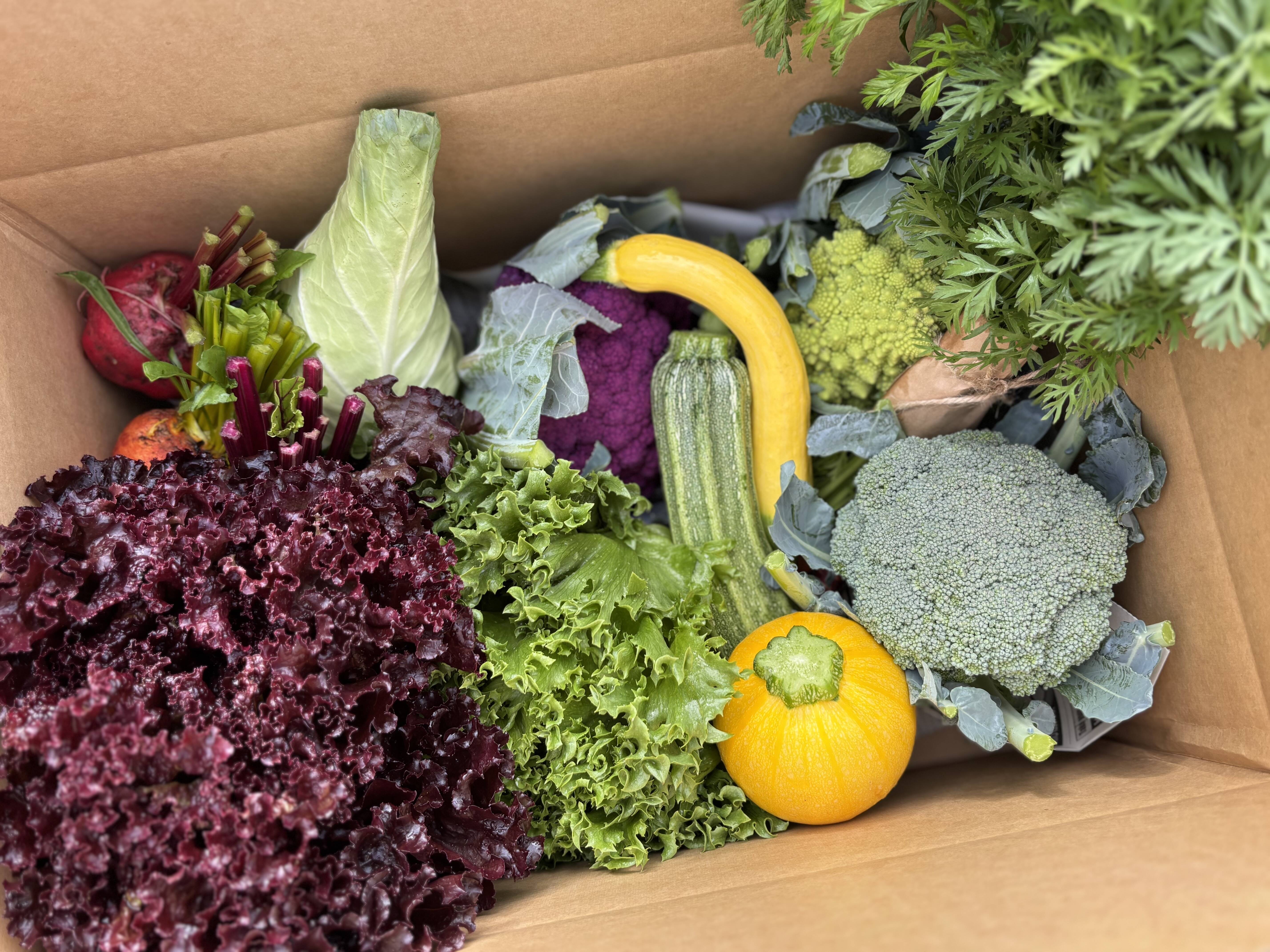 北海道から旬の野菜を直送】季節の彩り野菜セット Mサイズ：北海道産の