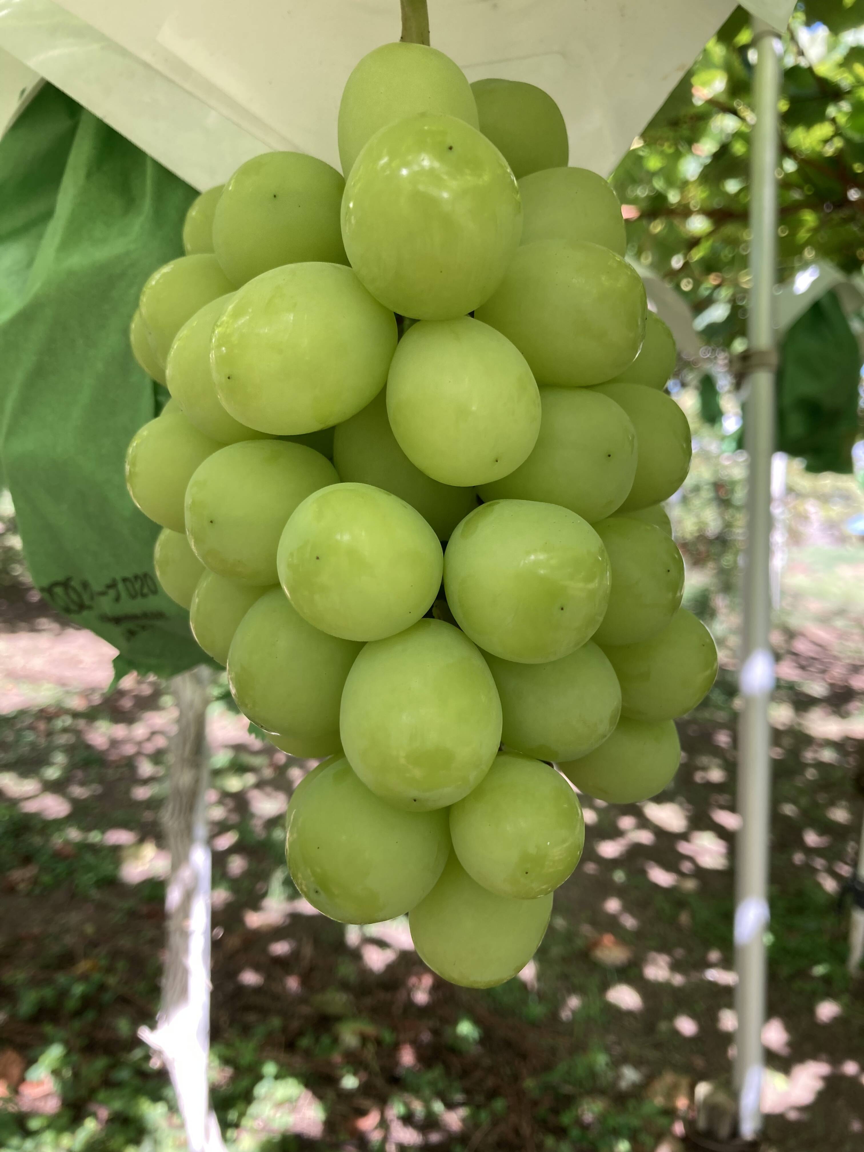 お得！大粒！ジューシー！長野県産シャインマスカット約1kg(2房