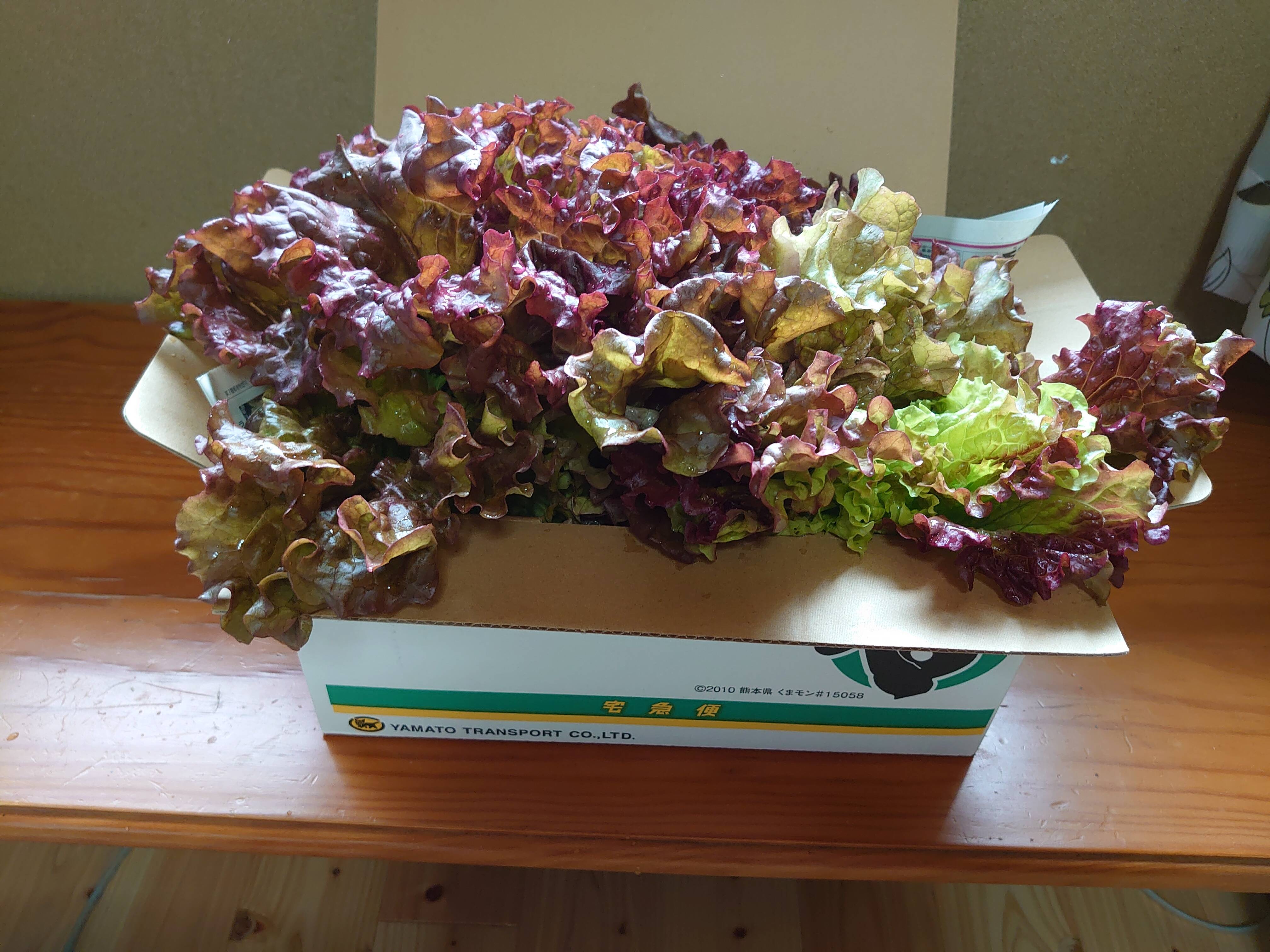 🍴Eat choku｜Evening fresh sunny lettuce (600g) Kumamon boxed (80 size) Pesticide festival...