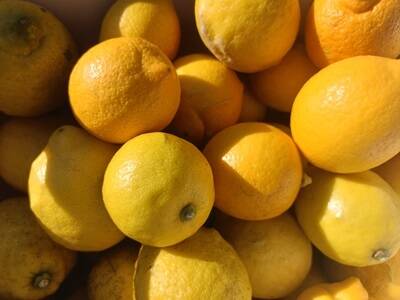 農薬不使用 広島県 瀬戸田レモン 5kg (35～45個) | 完熟 自然農