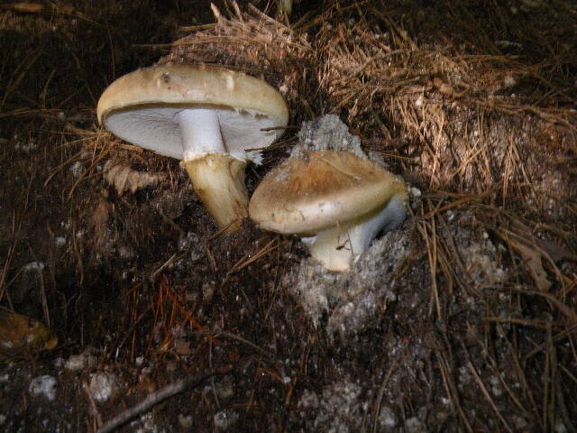 松茸 南信州産 南信州産松茸200g 10/15朝採れ南信州産