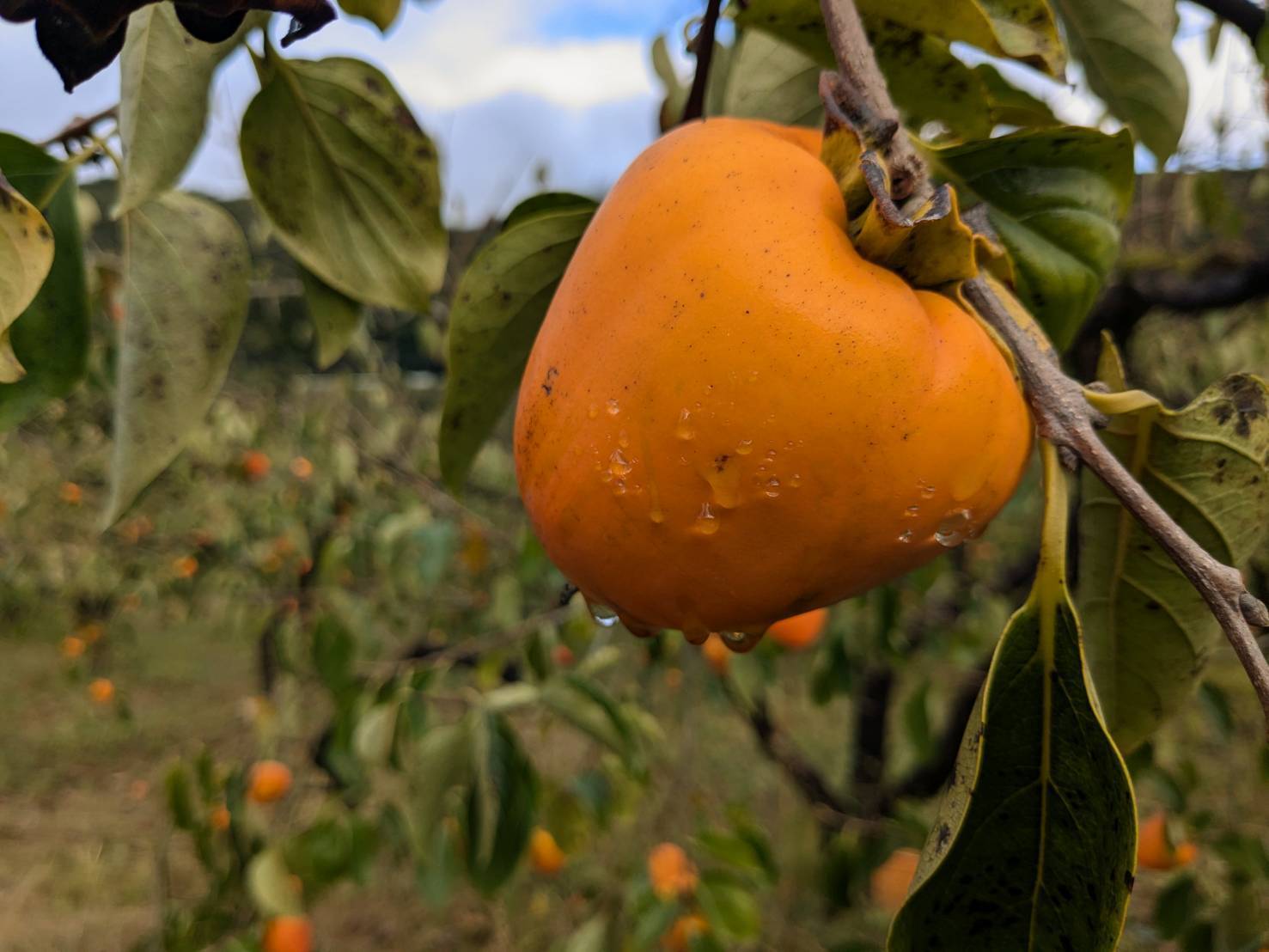 群馬県みどり市産】蜂屋柿 干し柿用生渋柿 ご家庭用 約9KG：群馬県産
