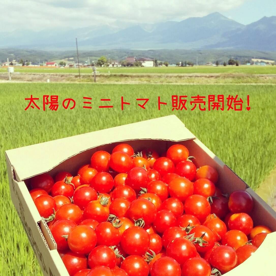 大好評 太陽のミニトマト １キロ 北海道産のトマト 食べチョク 産地直送 産直 お取り寄せ通販 農家 漁師から旬の食材を直送