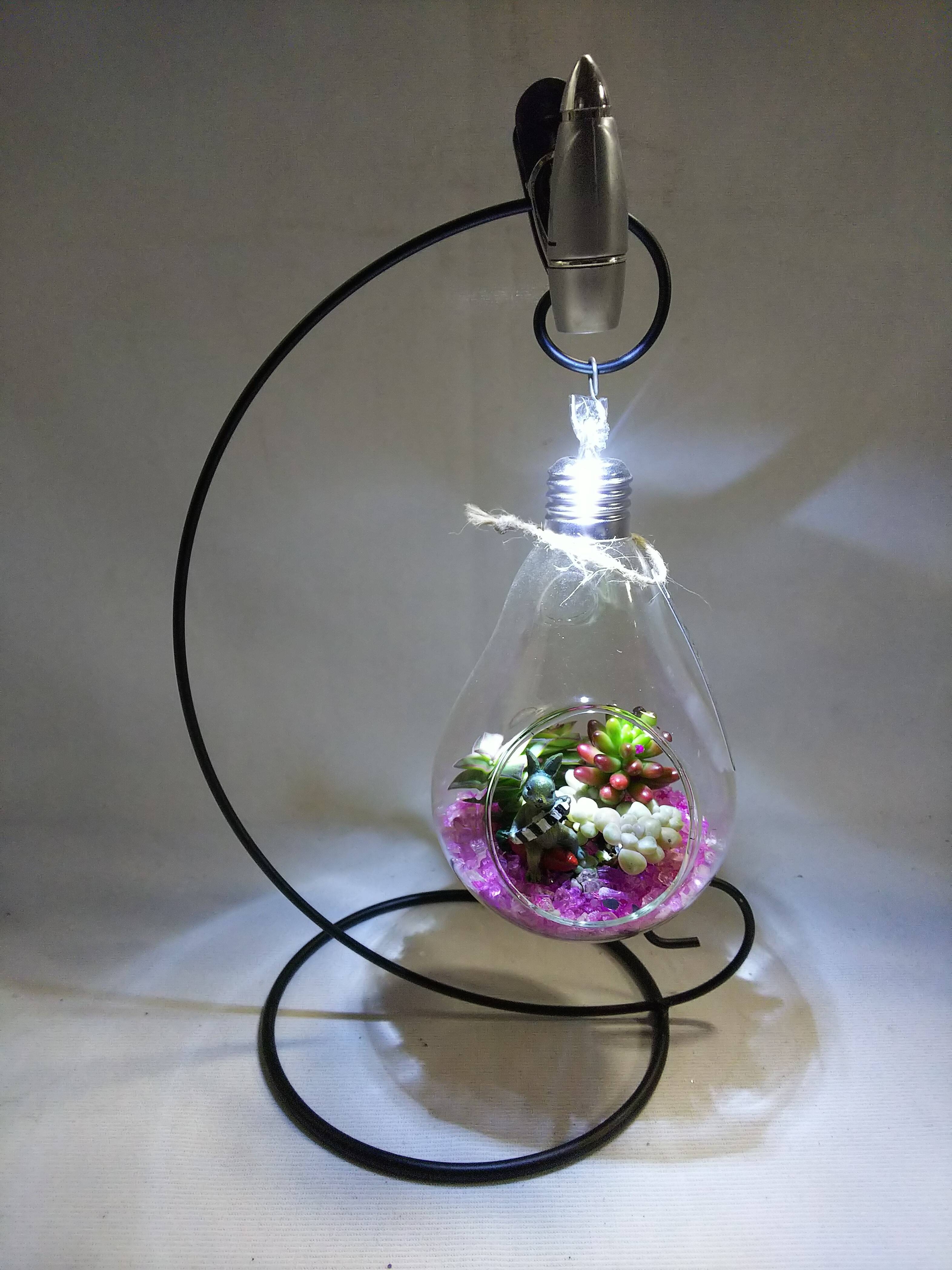 多肉植物 ナイト・テラリウム 電球型：岐阜県産の多肉植物｜食べチョク