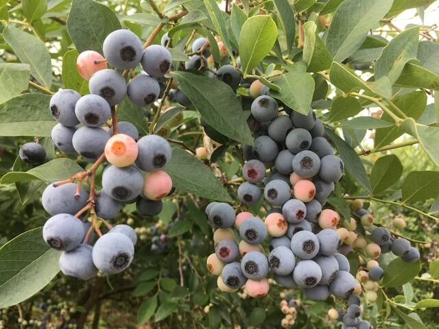 大粒・完熟甘～い】つくば産 冷凍ブルーベリー 5kg ラビットアイ系