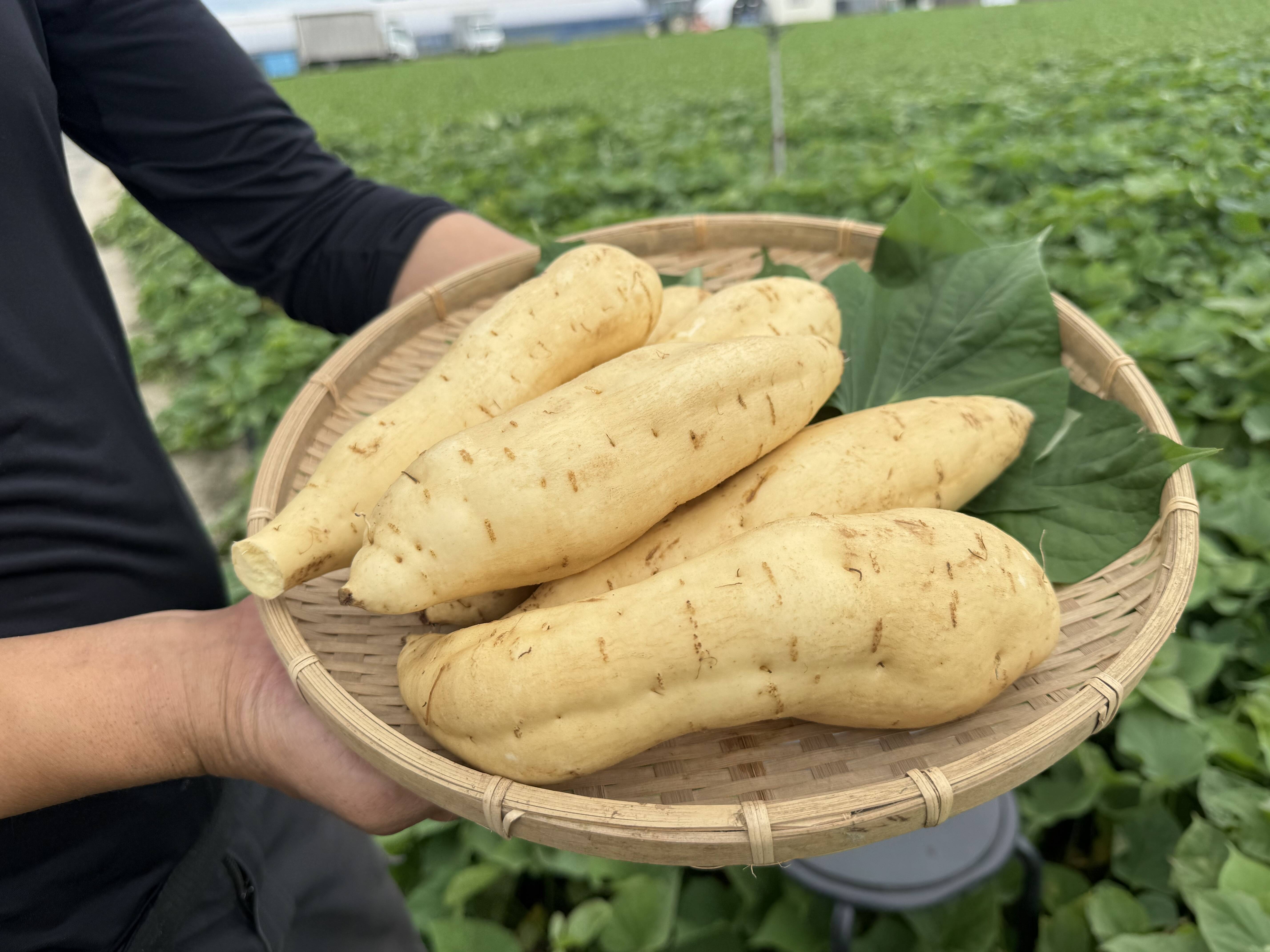 焼くだけスイーツ！しっとり濃厚！白いさつまいも【きみまろこ】4.5kg