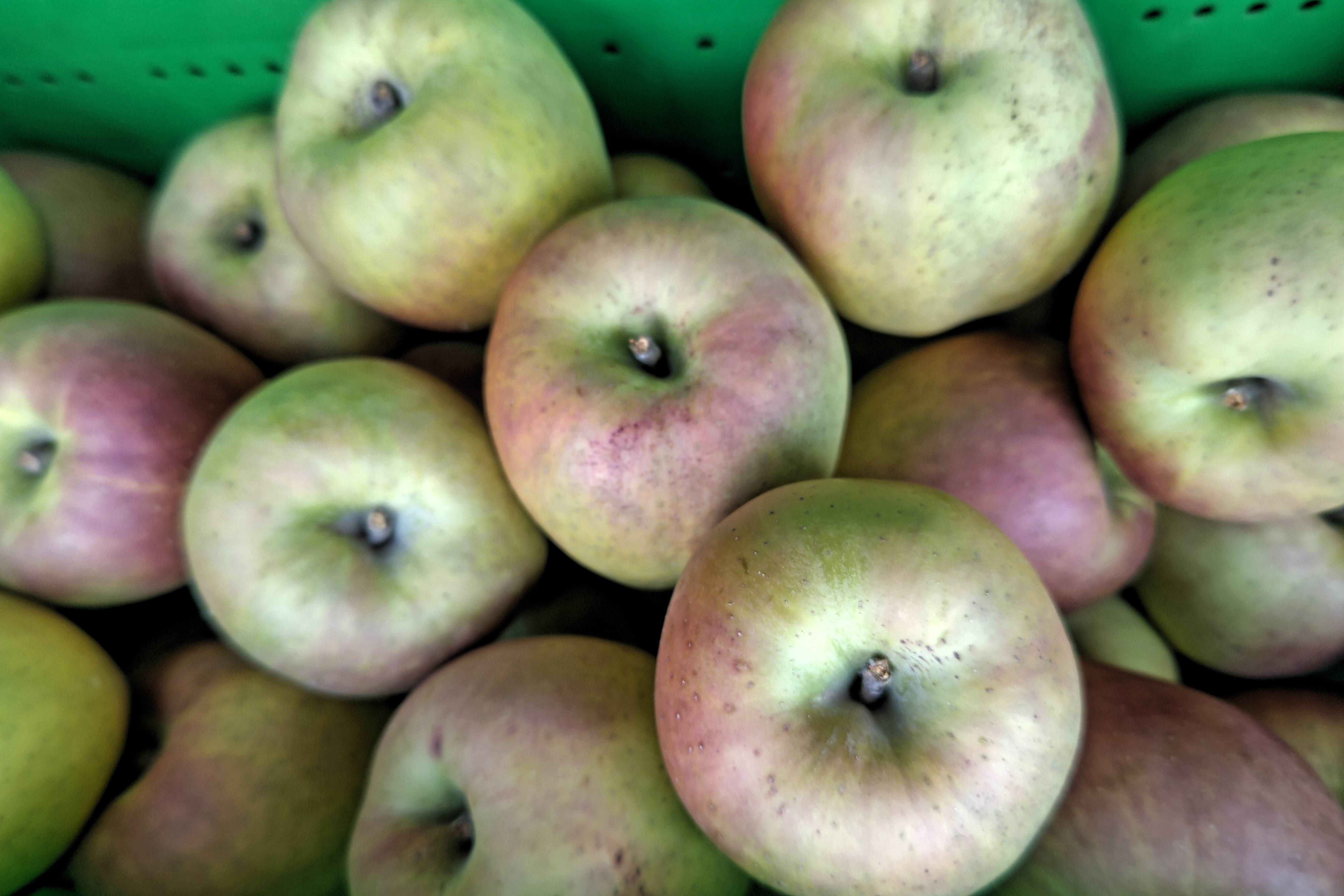 お楽しみ印度りんごセット（印度りんご3キロ＋食べ比べりんごいろいろ5キロ） りんご(印度) 3キロ：青森県産の印度｜食べチョク｜産地直送(産直)お