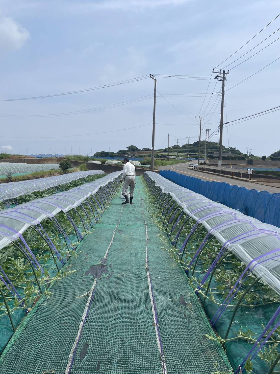 下里ファームへのレビュー・商品：神奈川県｜食べチョク｜産地直送