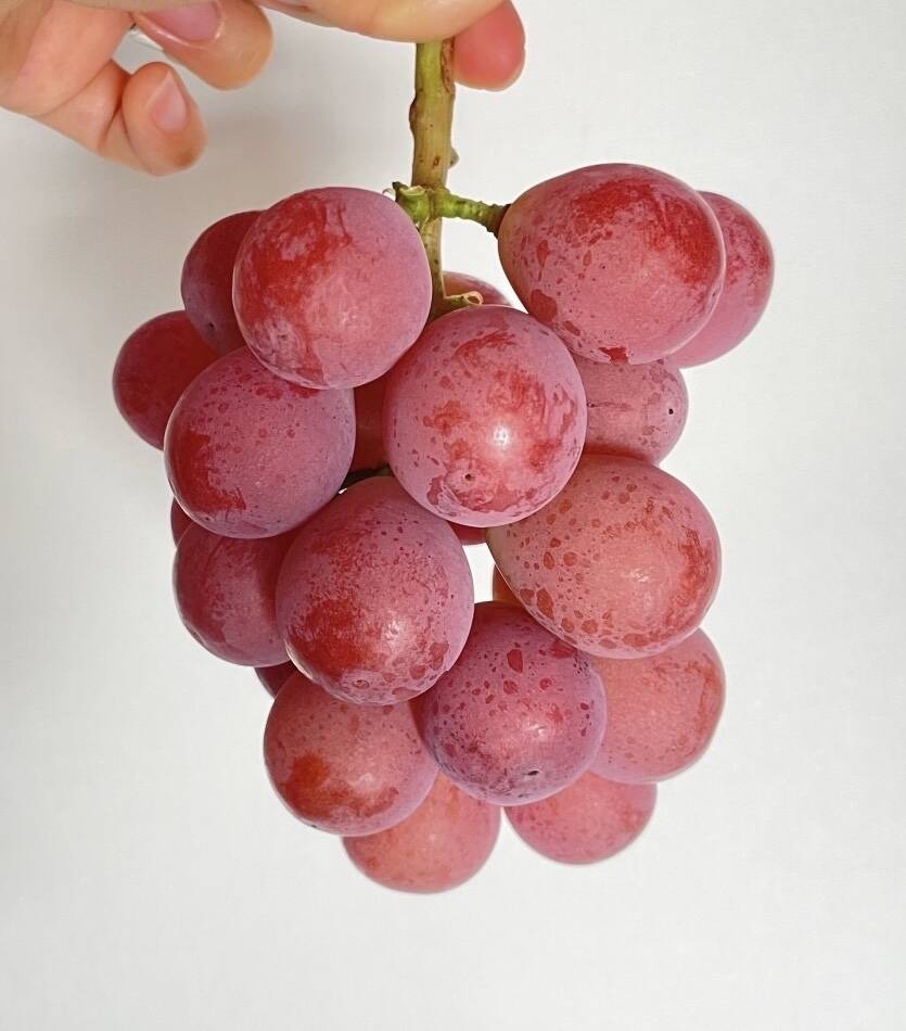 赤い 地球儀 偏狭 特大