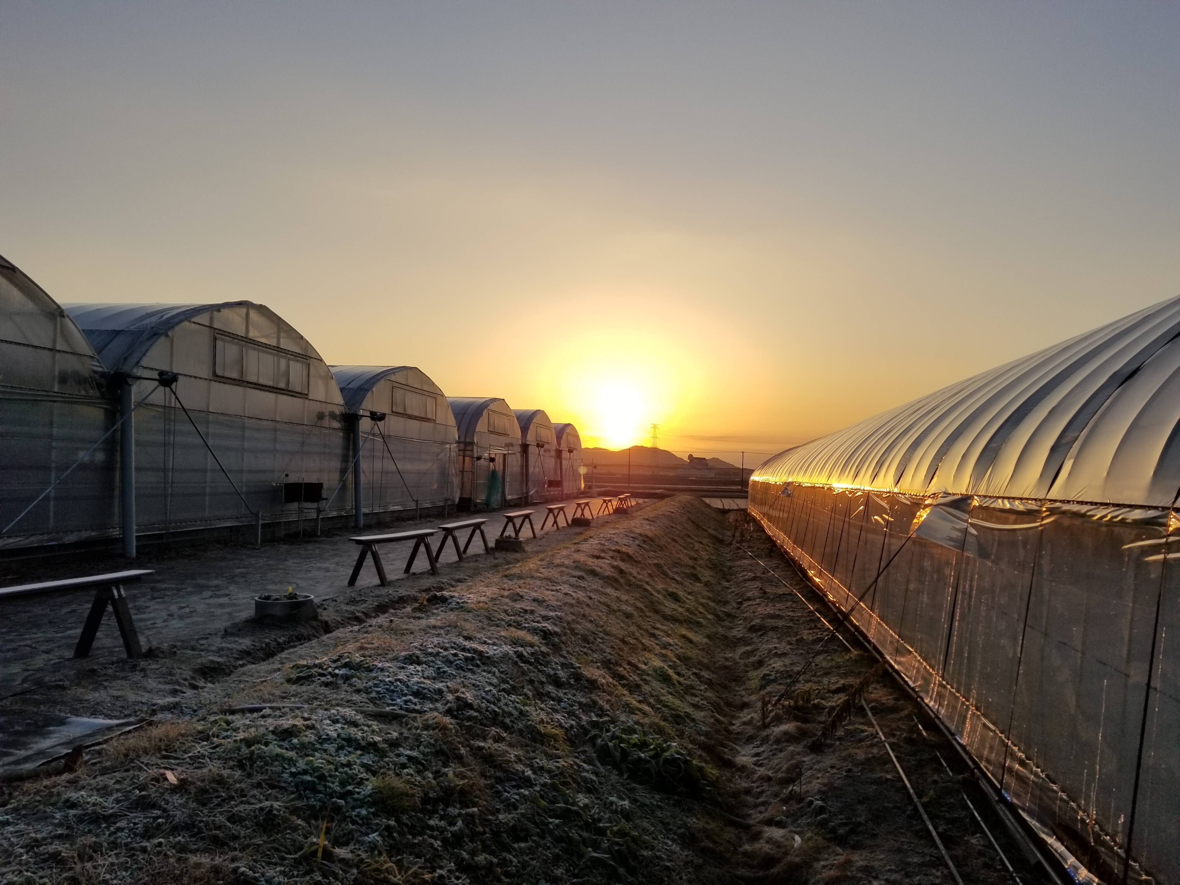 らいおん果実園へのレビュー 商品 福岡県 食べチョク 産地直送 産直 お取り寄せ通販 農家 漁師から旬の食材を直送