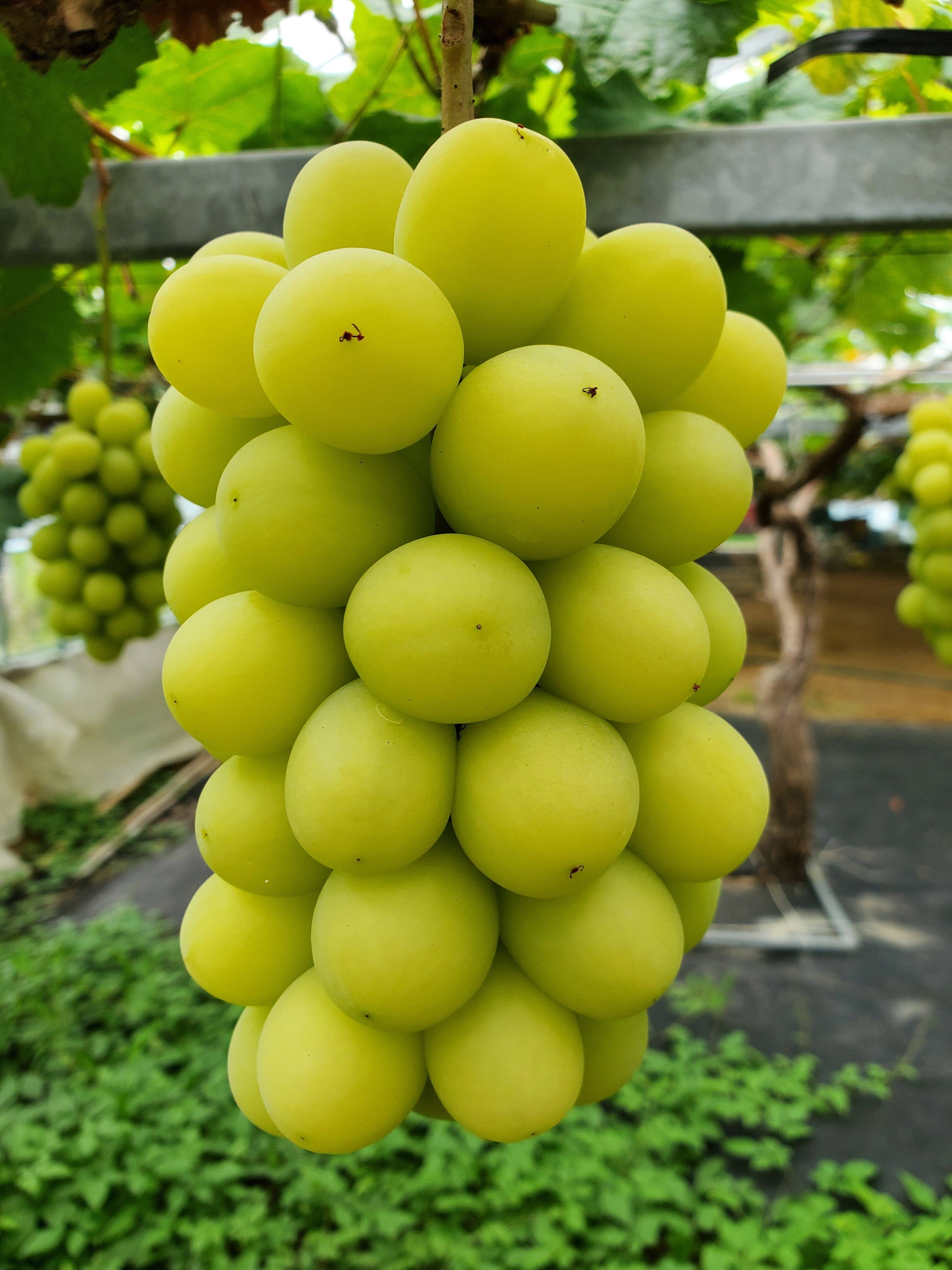 完熟出荷】熟れたらほのかに黄色い！ころっとかわいいシャイン