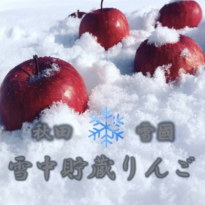 雪中リンゴ ふじ 家庭用 , 約8〜10玉 3キロ 希少 1月中旬発送 りんご 雪室 秋田 雪 甘い