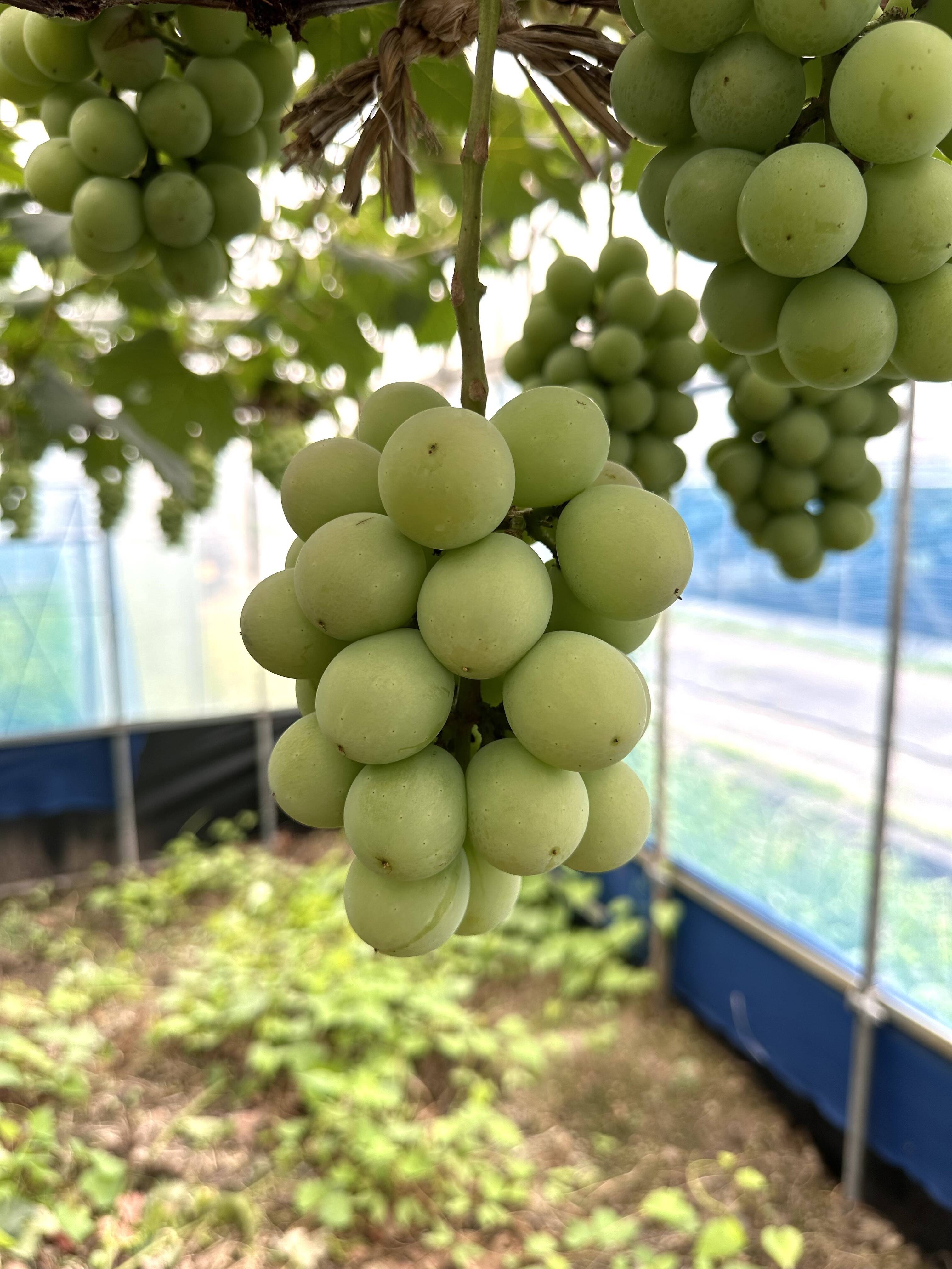 d5c239e33293f707b715bc47bbab52