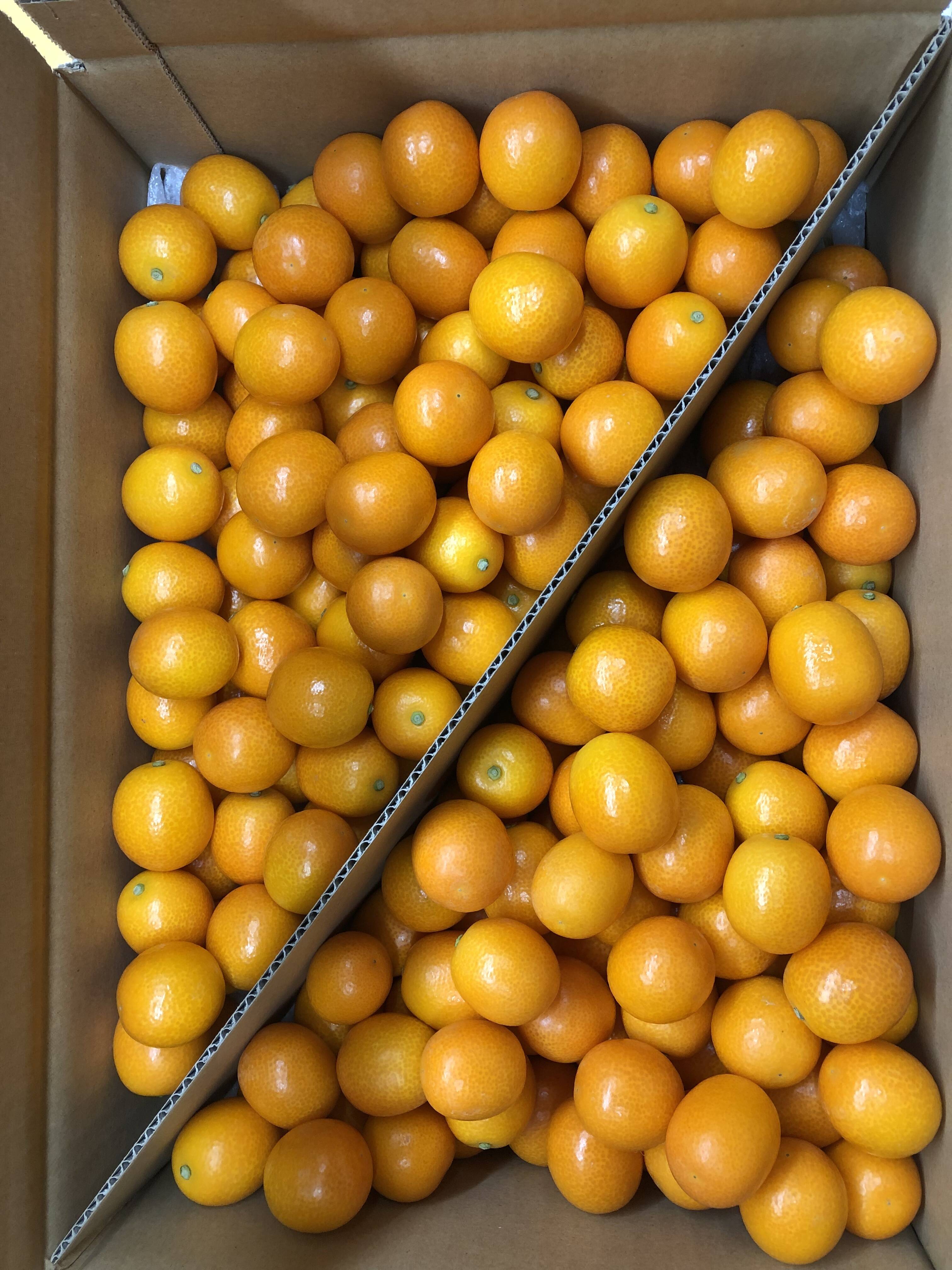 宮崎県産　ロジ金柑　箱込10キロ　2Lサイズ　d 化粧箱入り】宮崎完熟きんかん［1kg 3Lサイズ約38玉入］生食可 | この