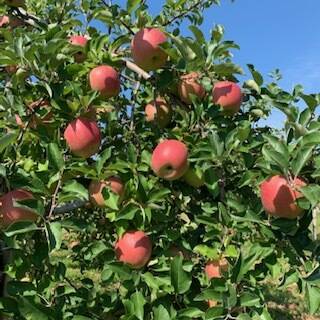 りんごママの山上農園へのレビュー・商品：青森県｜食べチョク｜産地