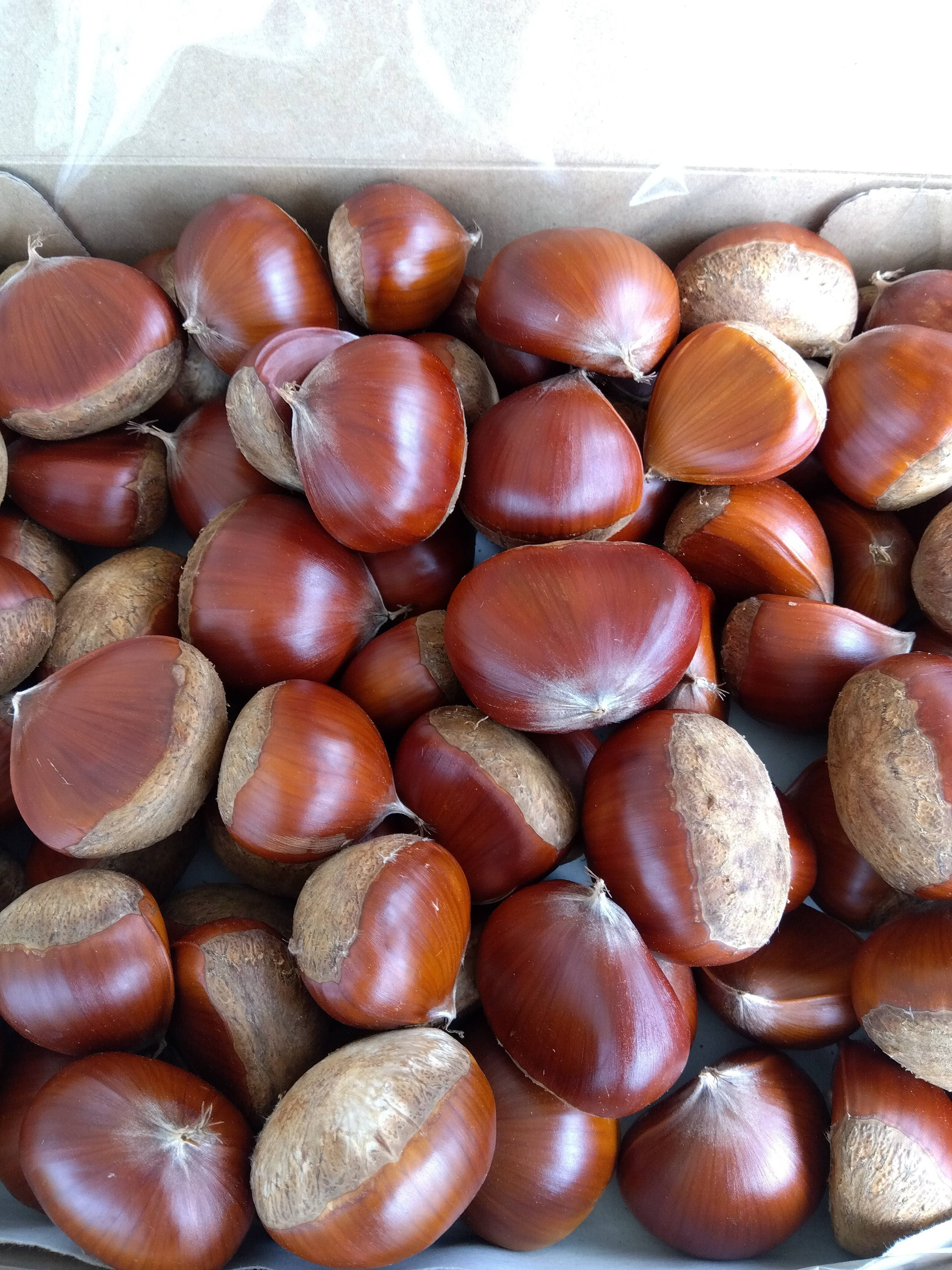 わりと大きな自然栽培の栗1.5キロ60サイズクール便⭐オマケ付き