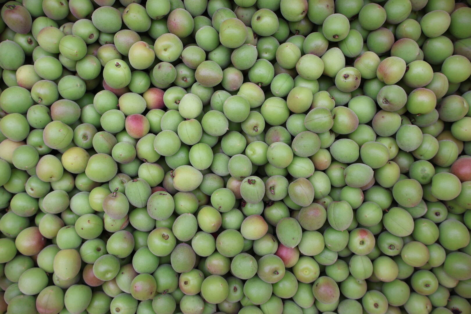 農家直送！平武農園の小梅【家庭用10kg】 和歌山県有田産：和歌山県産