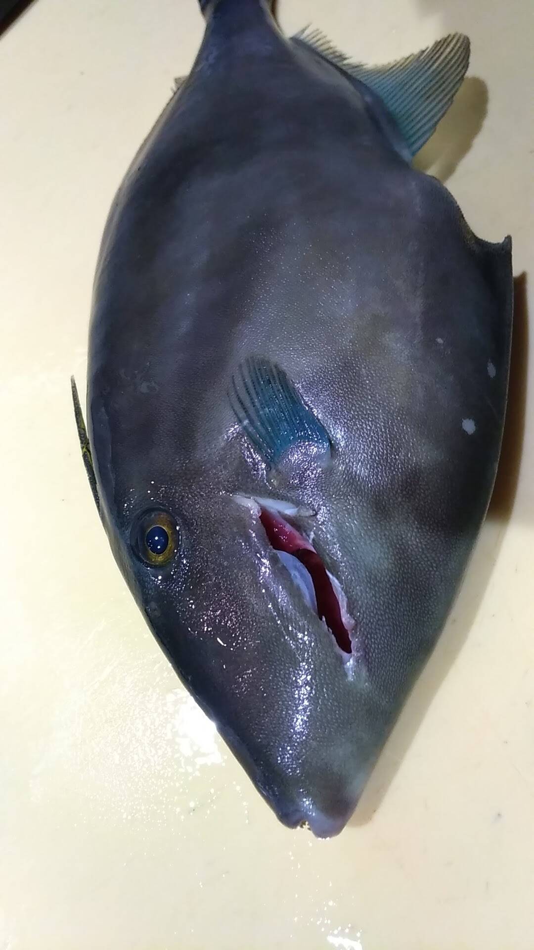 肝を喰う 匠の活〆 ウマヅラハギ 北海道産 食べチョク 農家 漁師の産直ネット通販 旬の食材を生産者直送