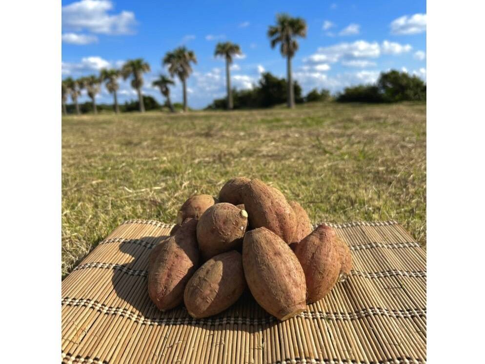 種子島産 安納芋 2Sサイズ 20kg｜甘くて濃厚🍠｜aimo農園直送：鹿児島
