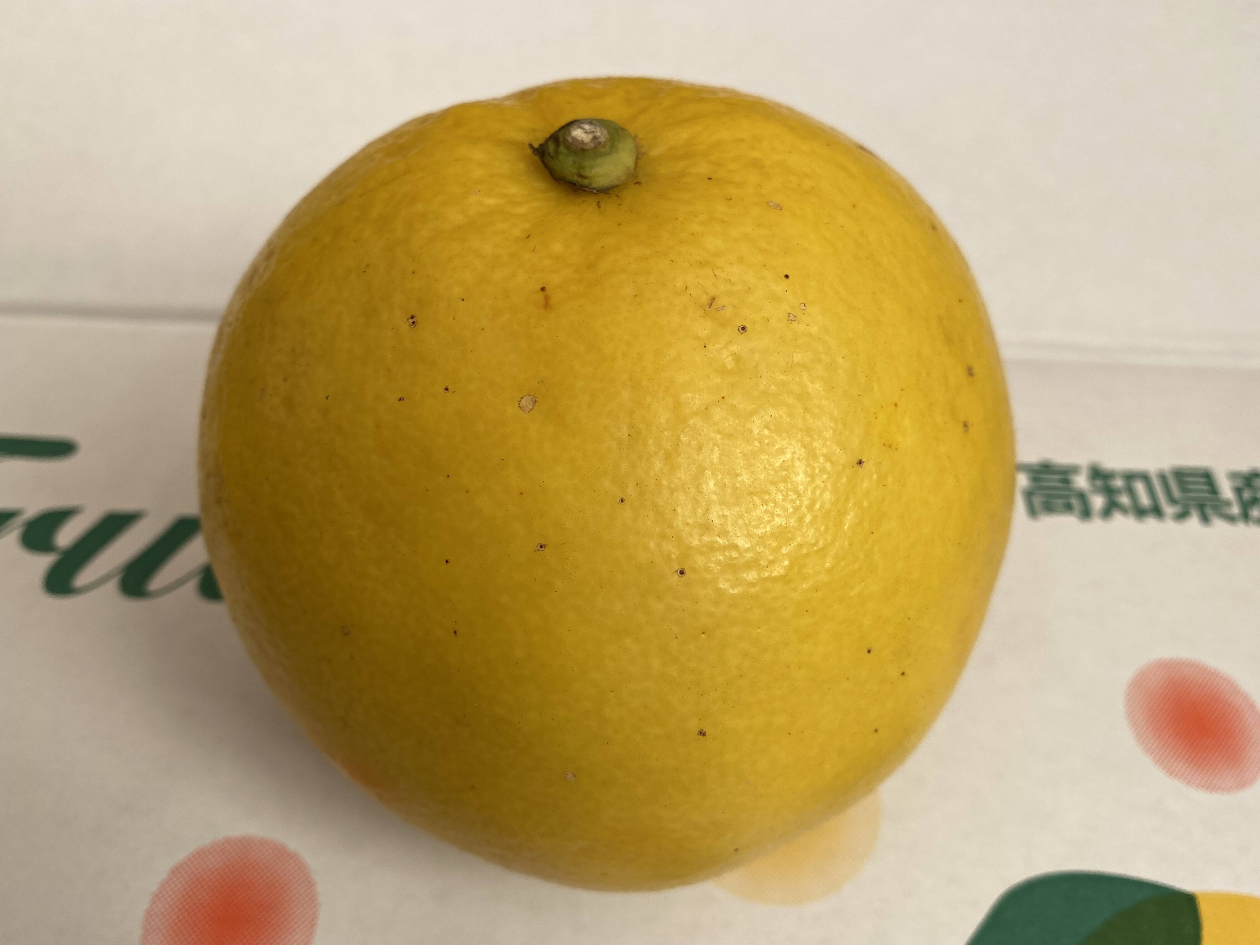 土佐文旦（ご家庭用） 4.5kg 化学系農薬不使用の安心を：高知県産の