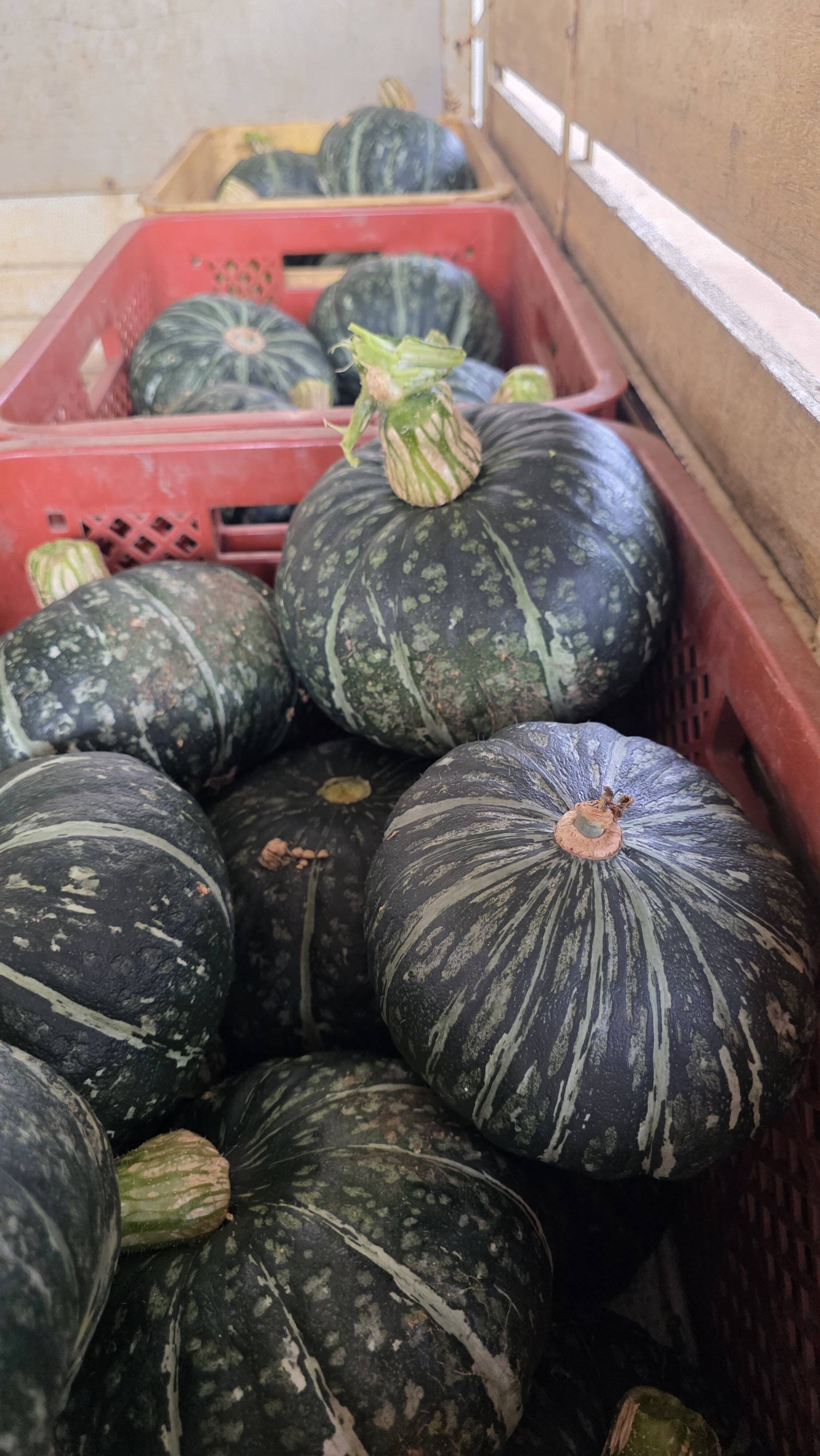 みやこかぼちゃ2個入り！！：神奈川県産の野菜｜食べチョク｜産地直送