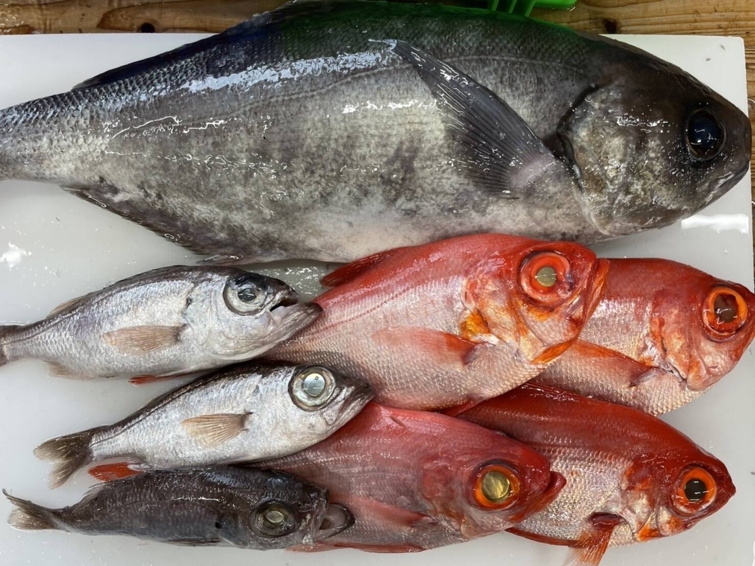 アウター ジャケット 魚の神経・血抜きセット その他
