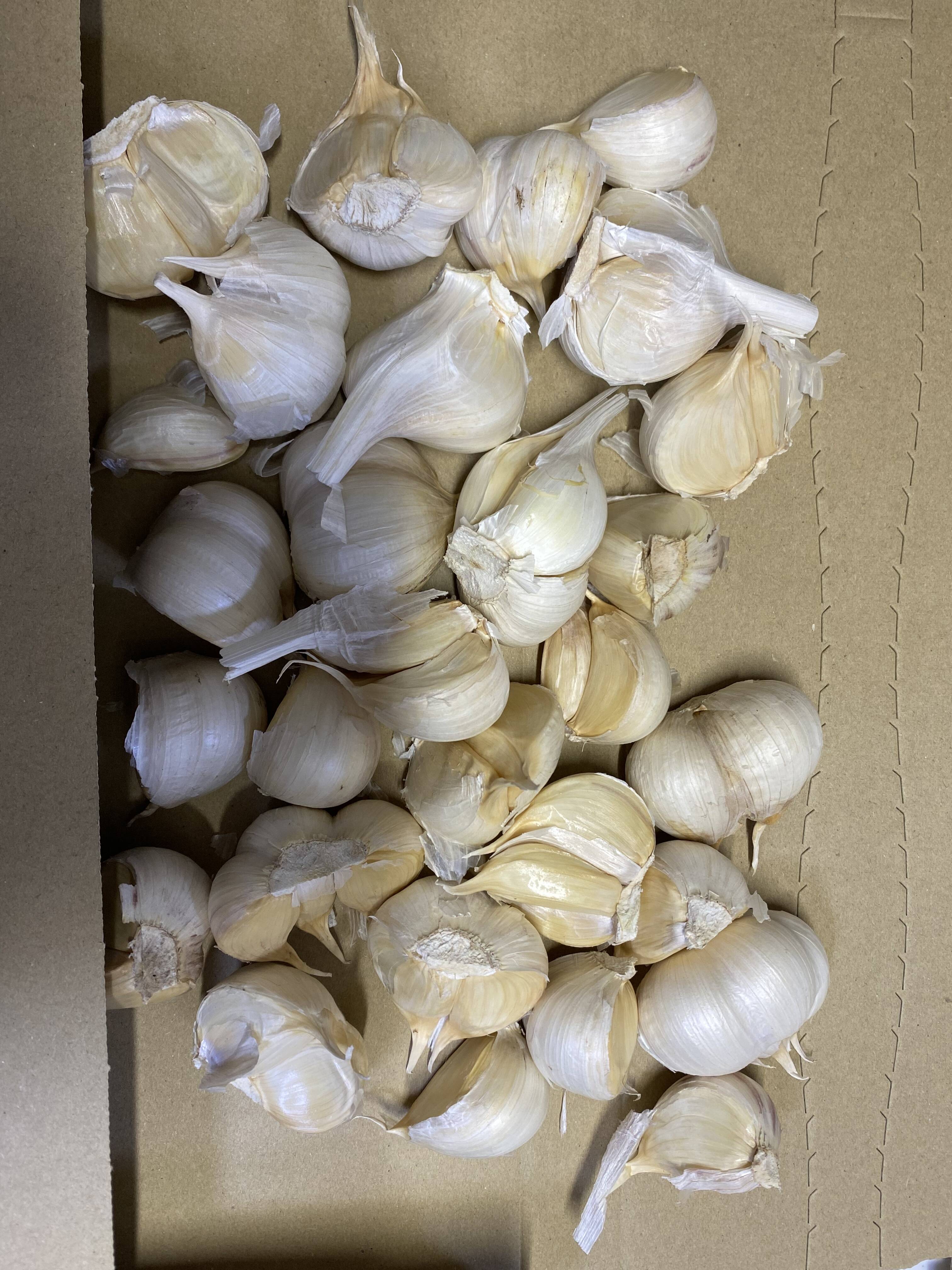 【早い者勝ち】新物 青森県産にんにく 5kg 大バラ 福地ホワイト 新物「予約販売」青森県産にんにく バラ 500g ホワイト六片 皮