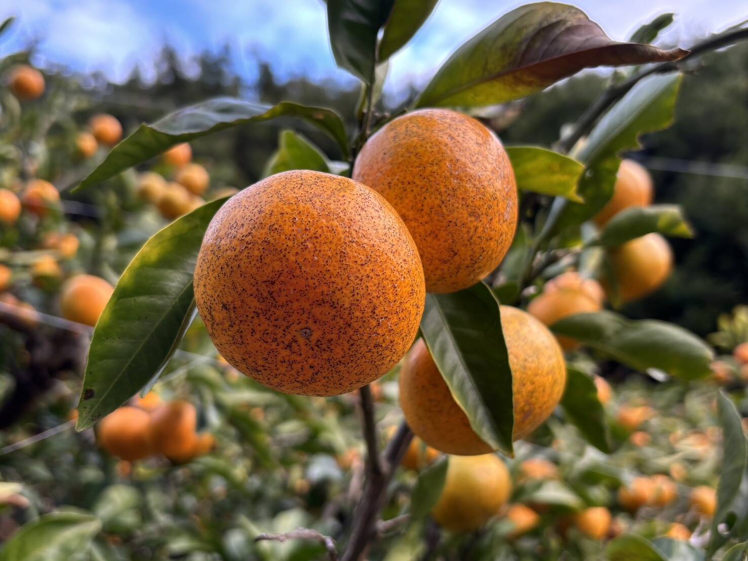ミニサイズ限定】完熟大長みかん10kg：広島県産の果物｜食べチョク