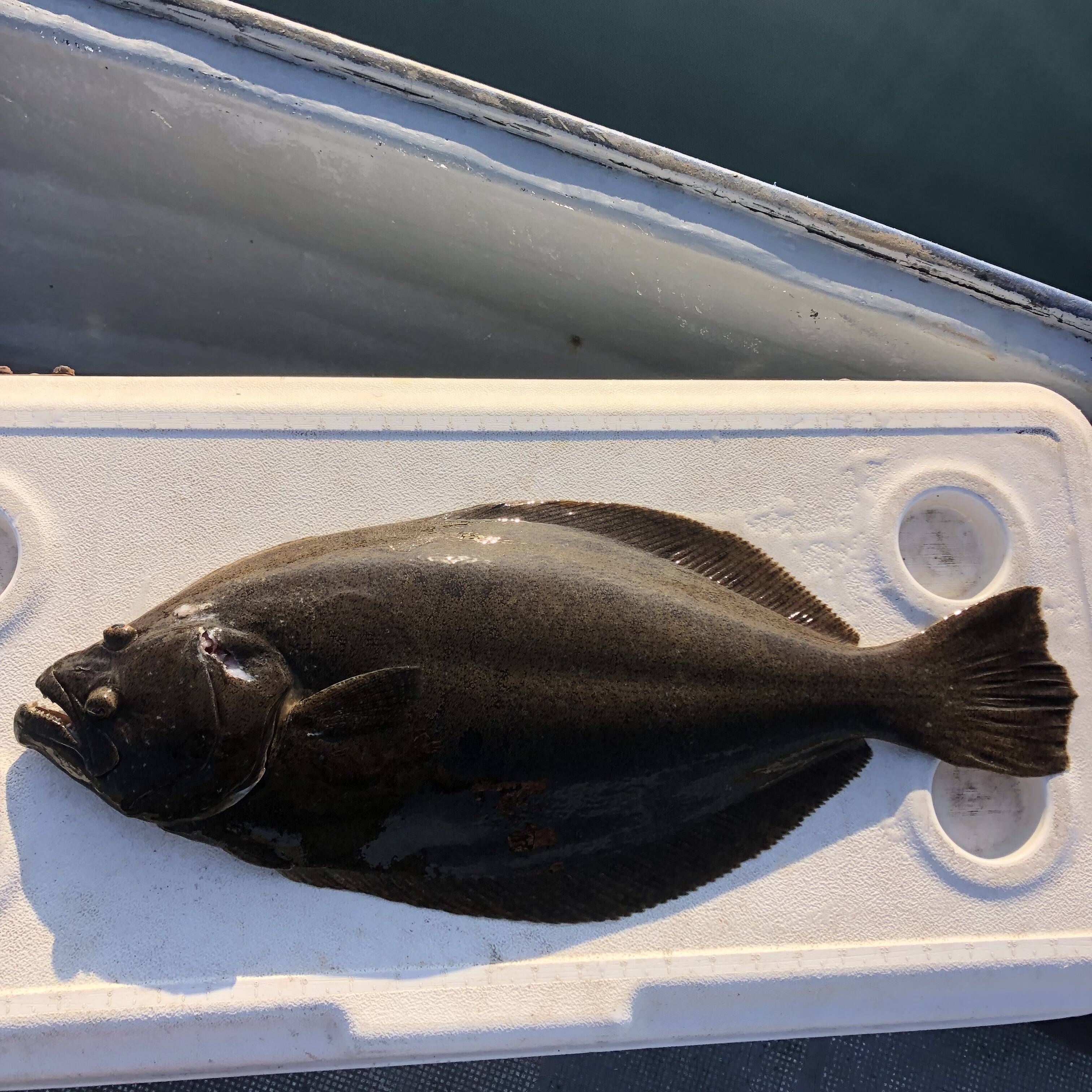 活き締め】天然ヒラメ2〜3kg 刺身用：鹿児島県産のヒラメ｜食べチョク