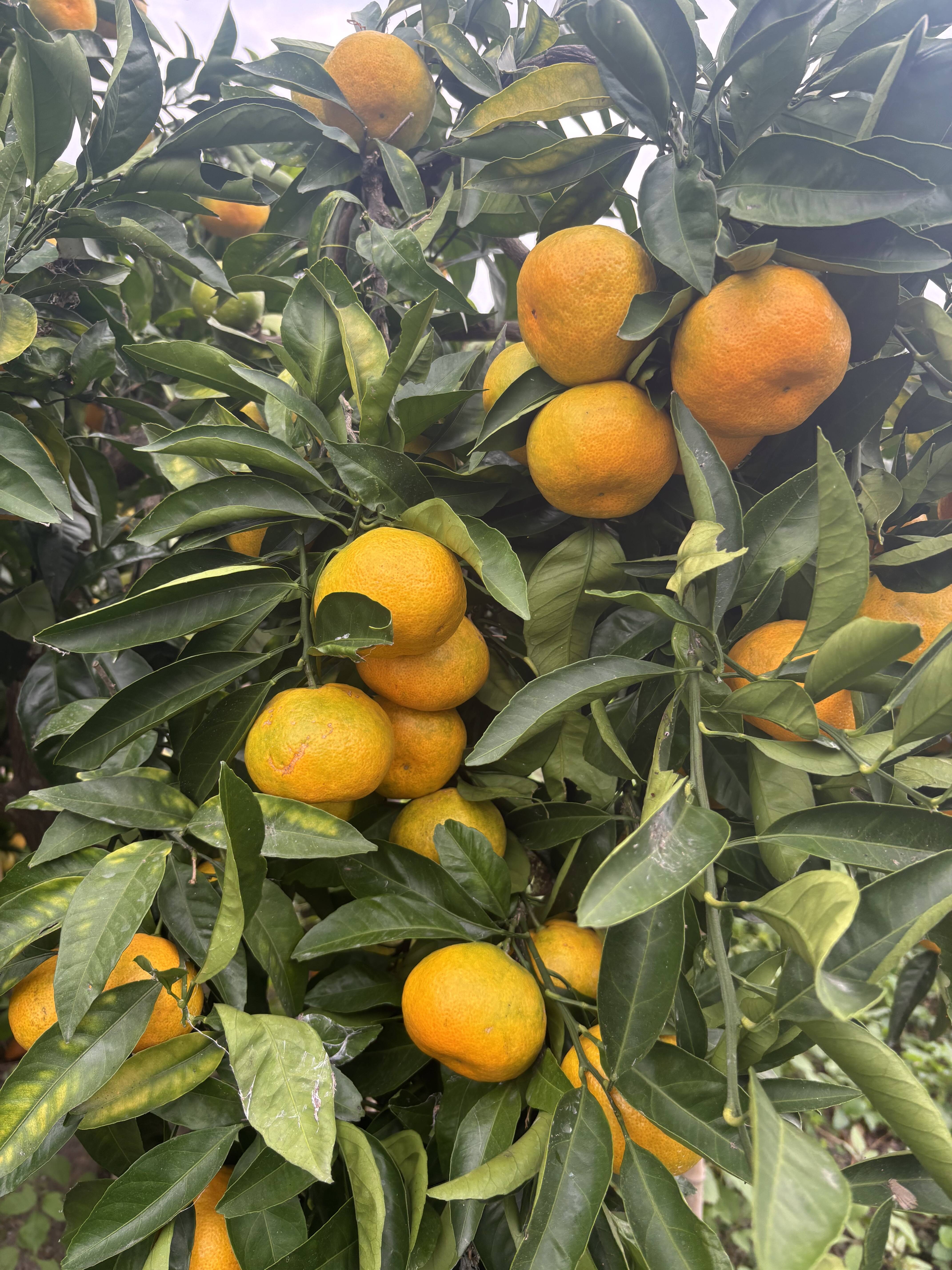 3k箱 みかんシーズン到来の温州みかんです 家庭用大小さまざま 除草剤