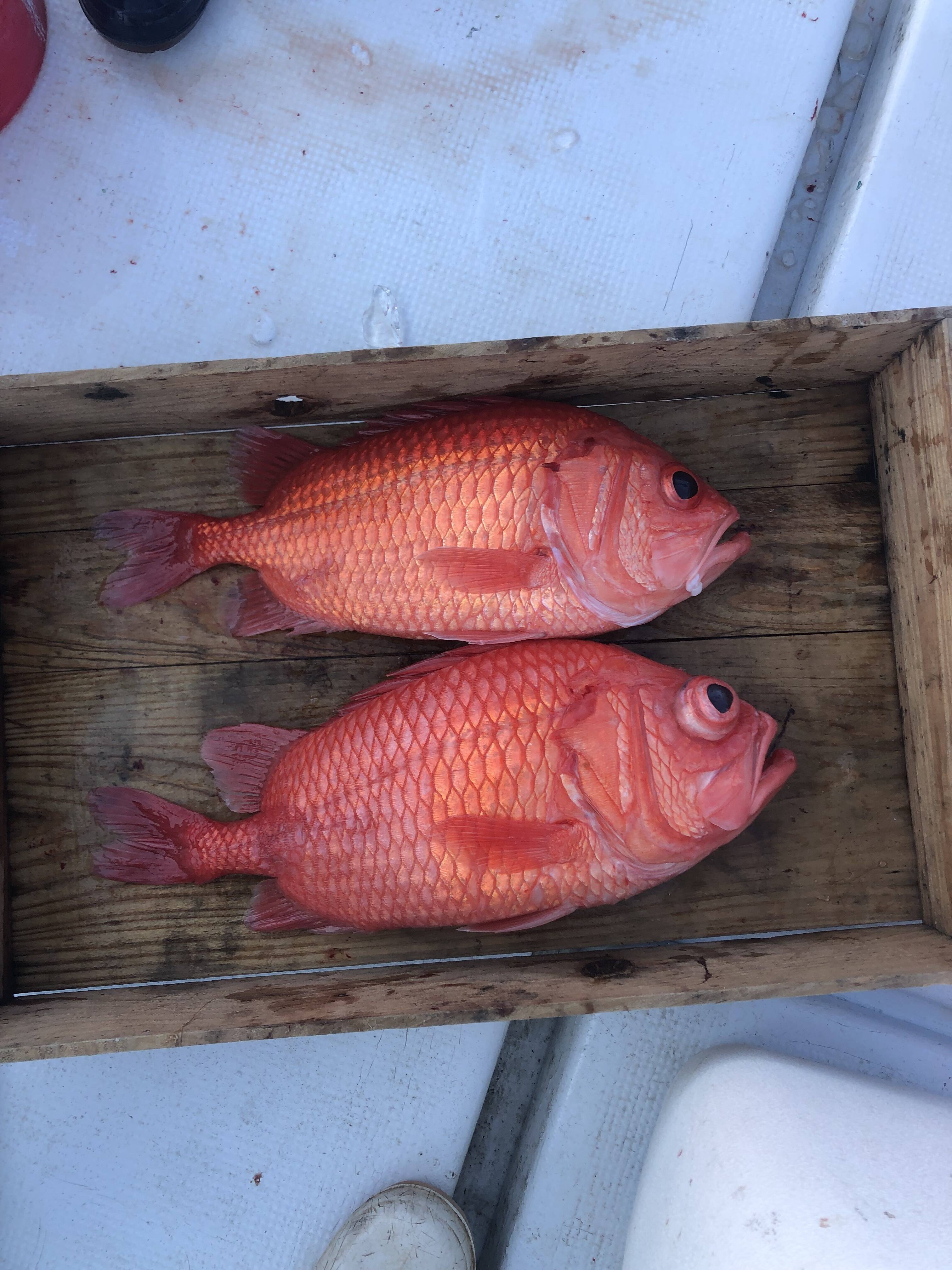 活き締め】エビスダイ2匹3kg神経締め：鹿児島県産のその他魚｜食べ
