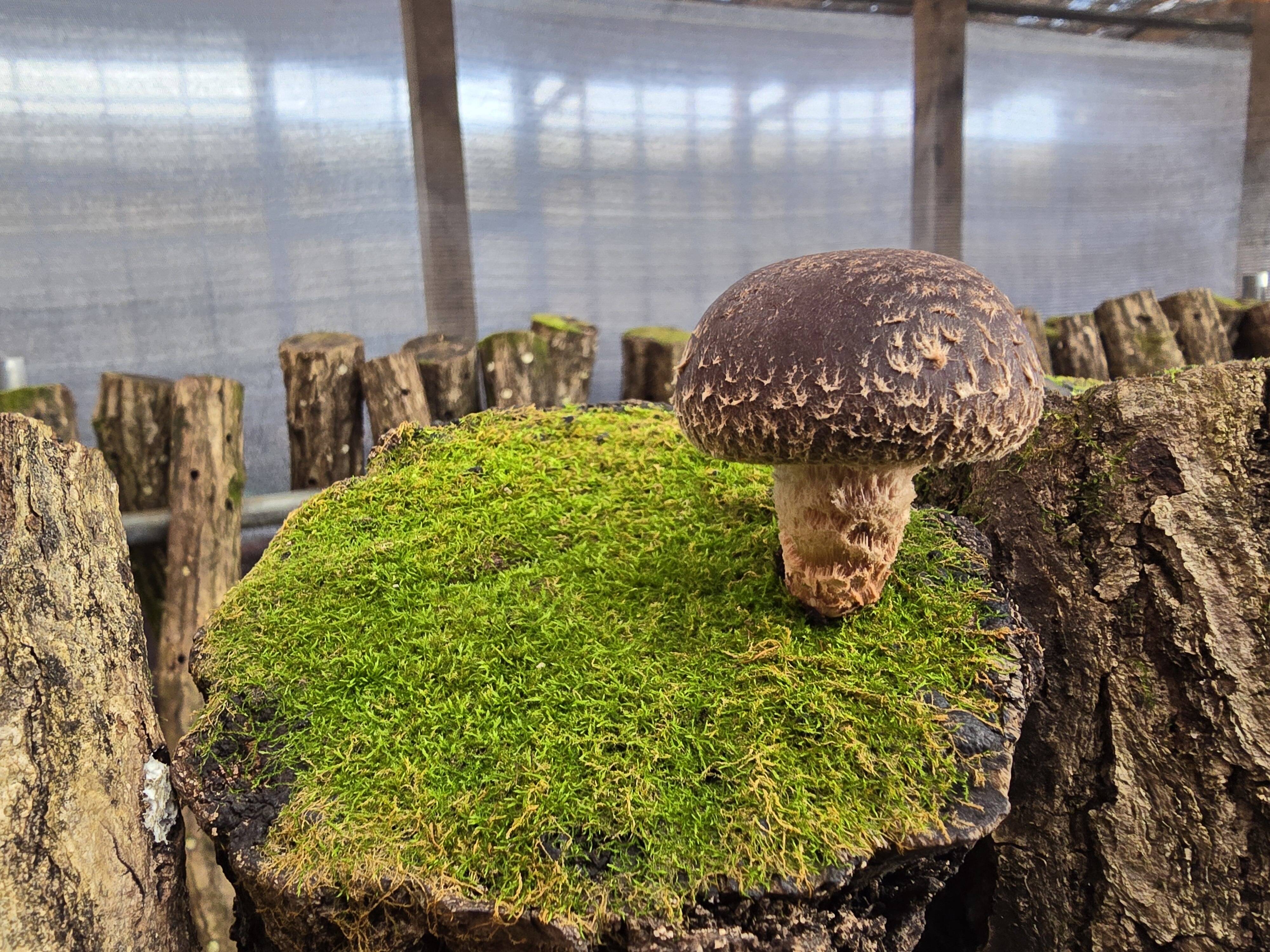 地域資源を有効に活用！！とっても肉厚な原木しいたけ（富山育ち