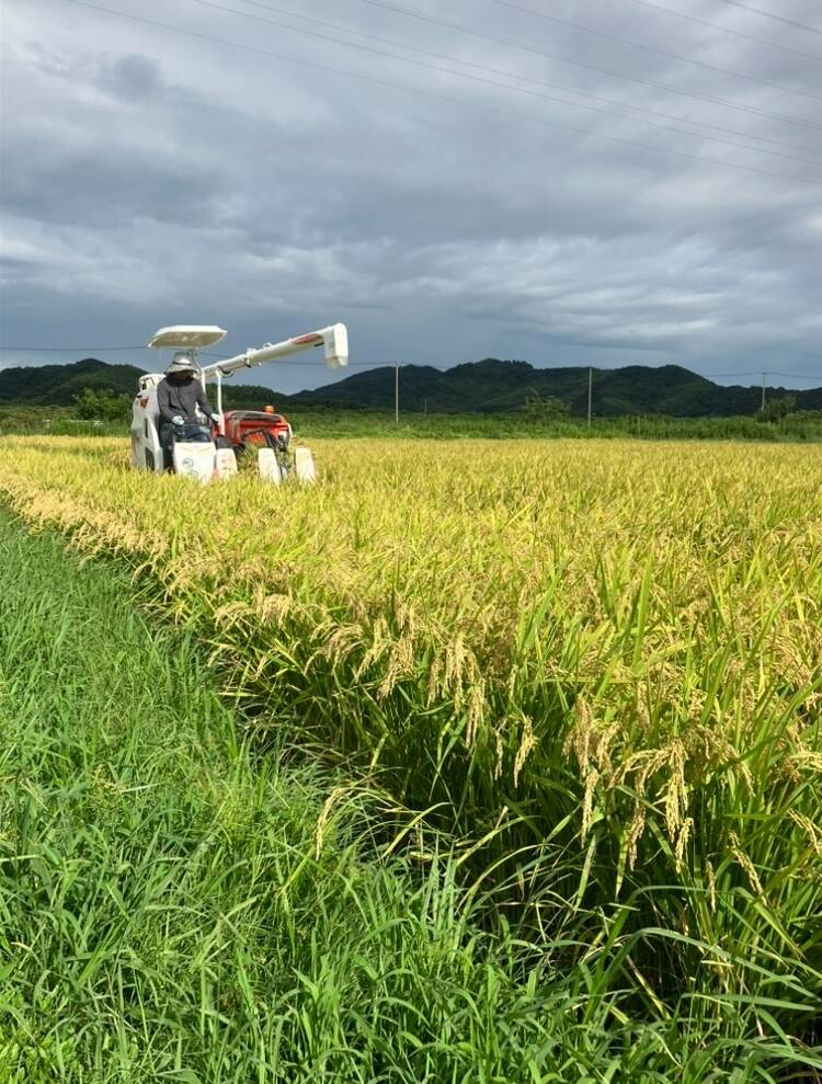 ☆令和7年度産☆ 新米徳島県産コシヒカリ 30キロ 玄米：徳島県産