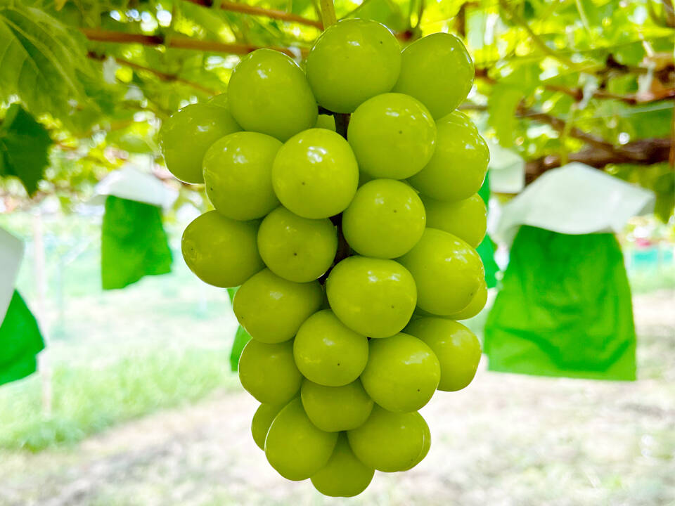 5️⃣ 山梨県産 シャインマスカット 11房入り 箱込み4.7キロ