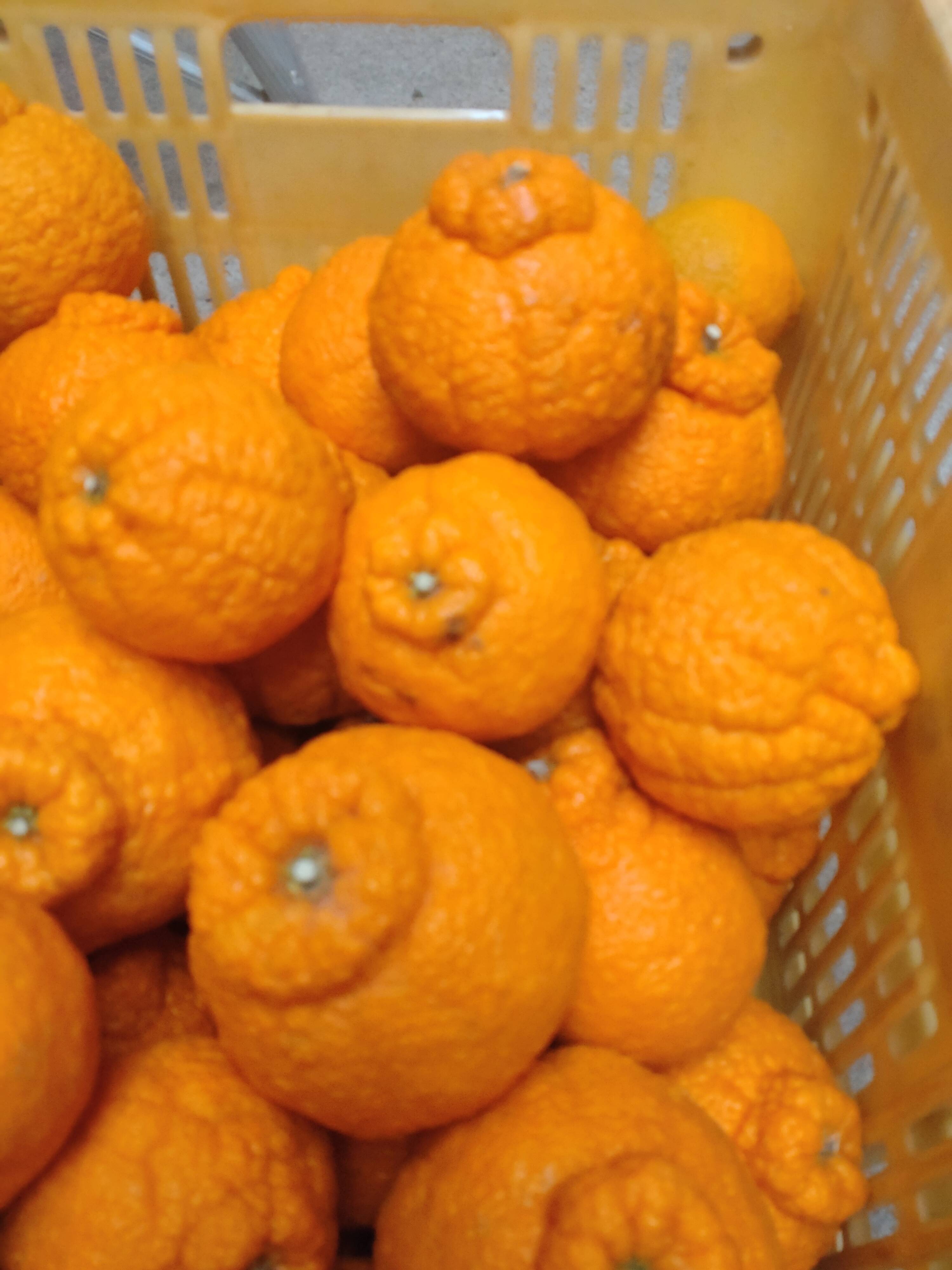 訳あり】でっかいサイズの不知火((デコ)9.5kg(箱込み)：広島県産の