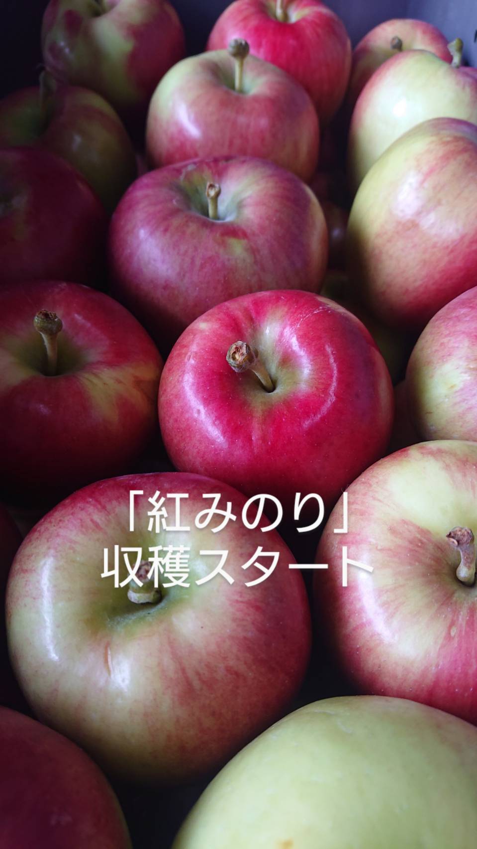 収穫始まりました！「紅みのり」約3kg 硬いりんご甘味酸味のバランスが